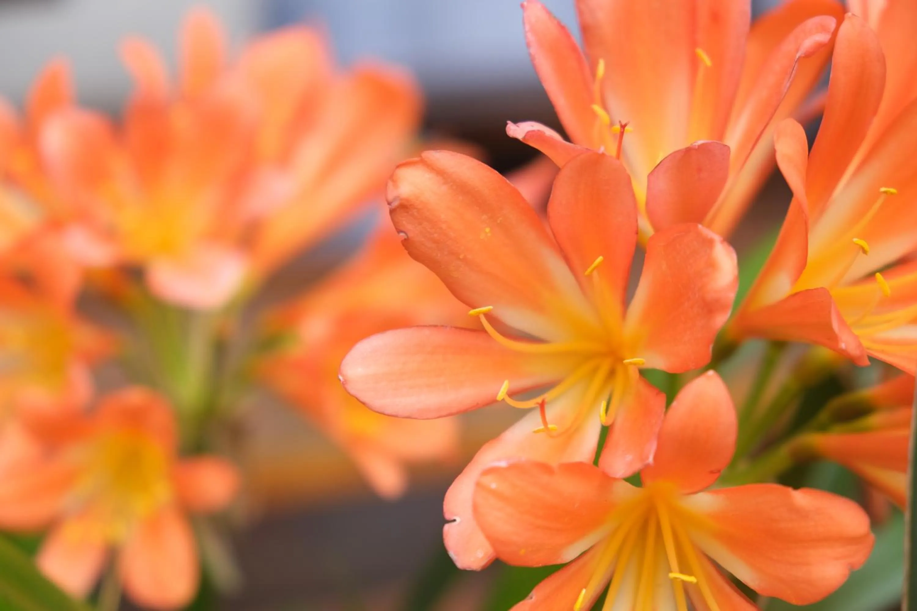 Garden in Kaloha Holiday Resort Phillip Island