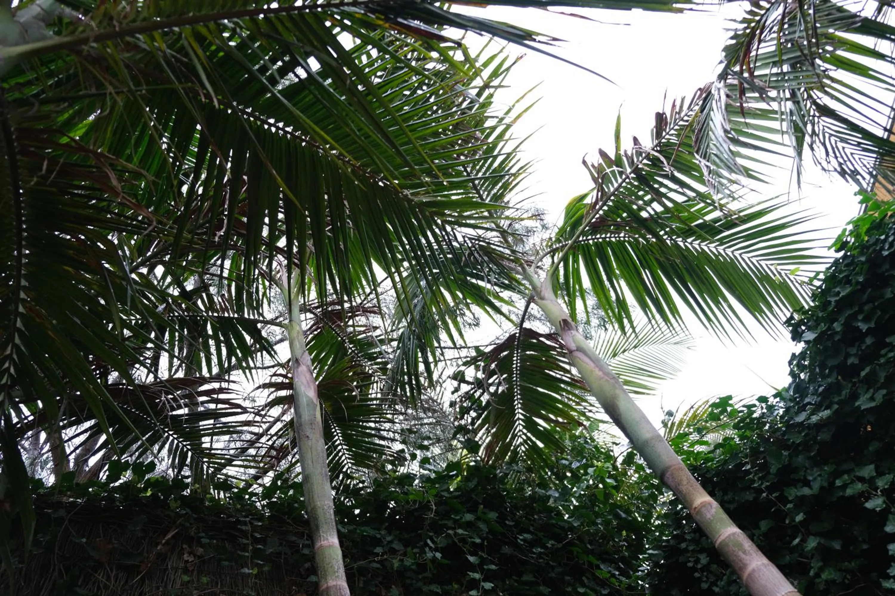Natural landscape in Kaloha Holiday Resort Phillip Island