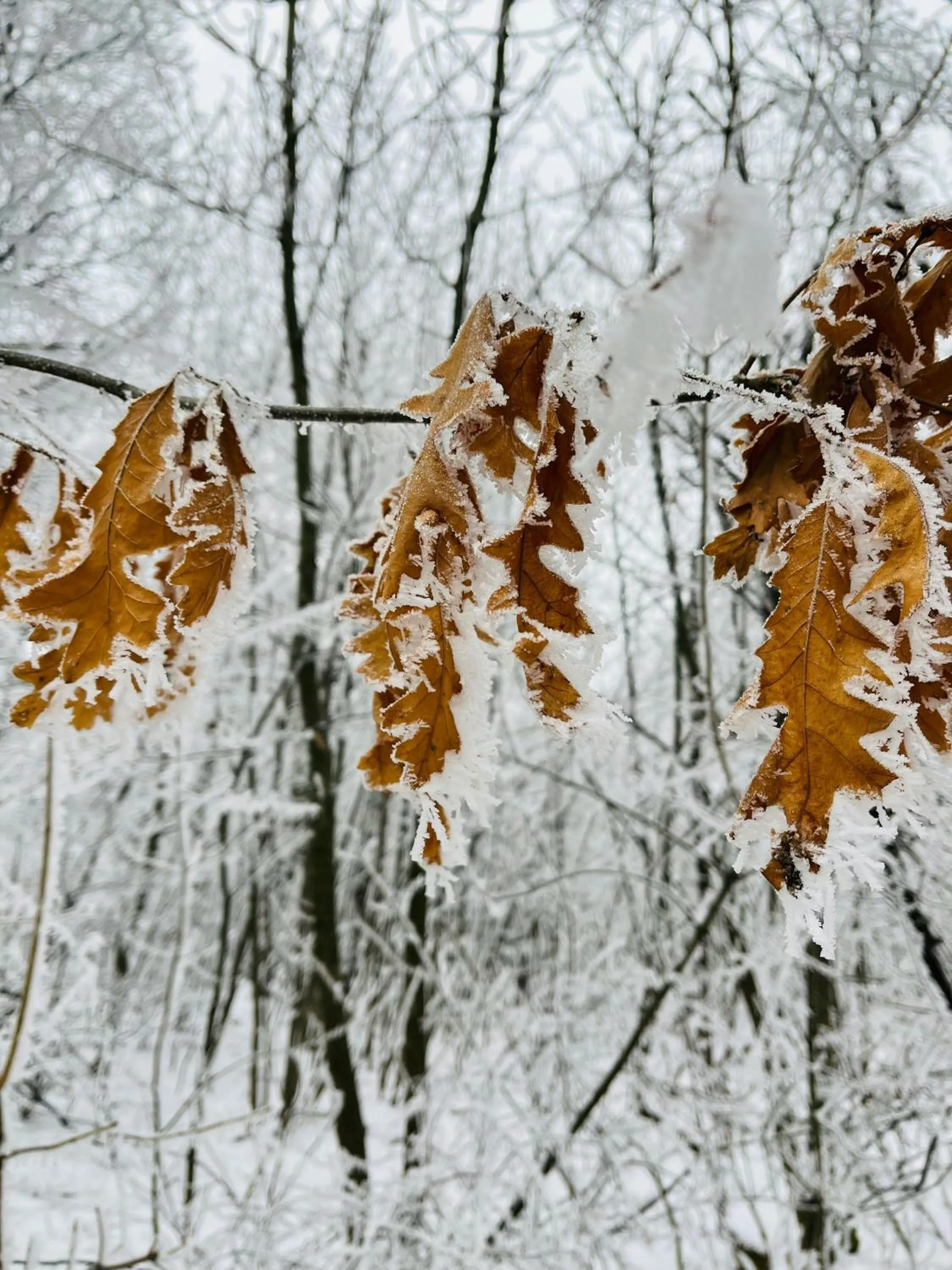 Off site in Hotel Orion