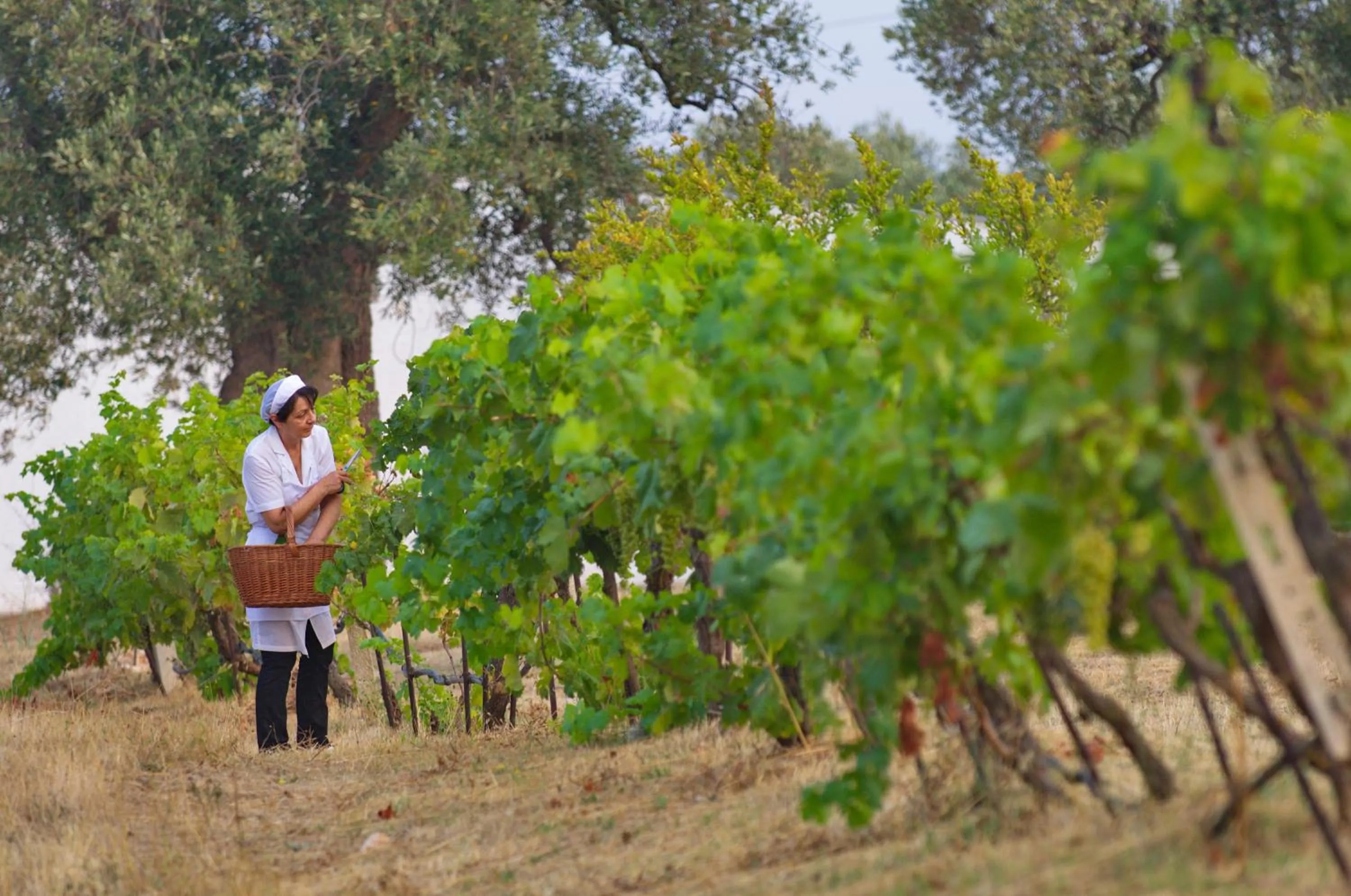 Masseria Il Frantoio