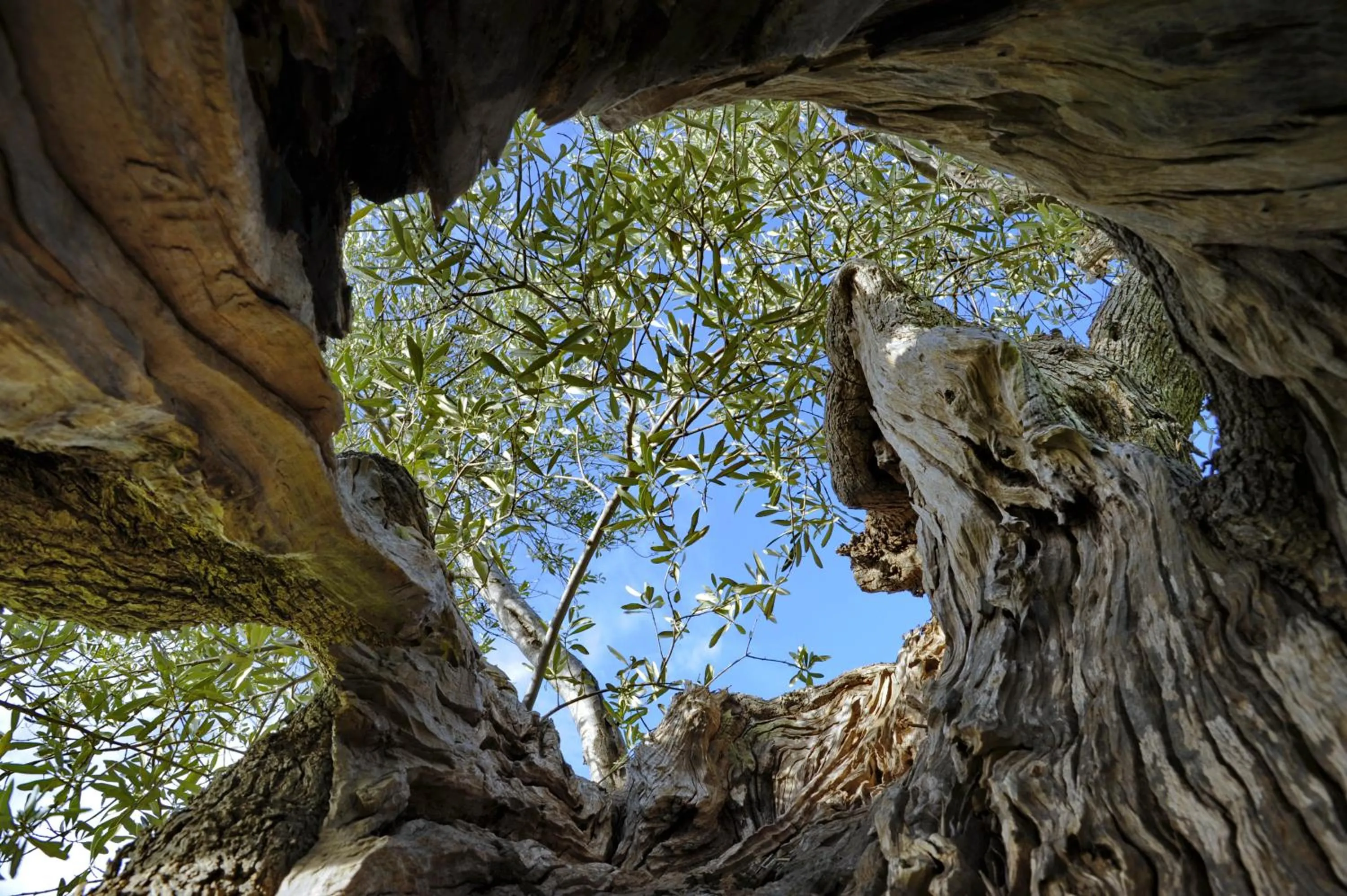 Day in Masseria Il Frantoio