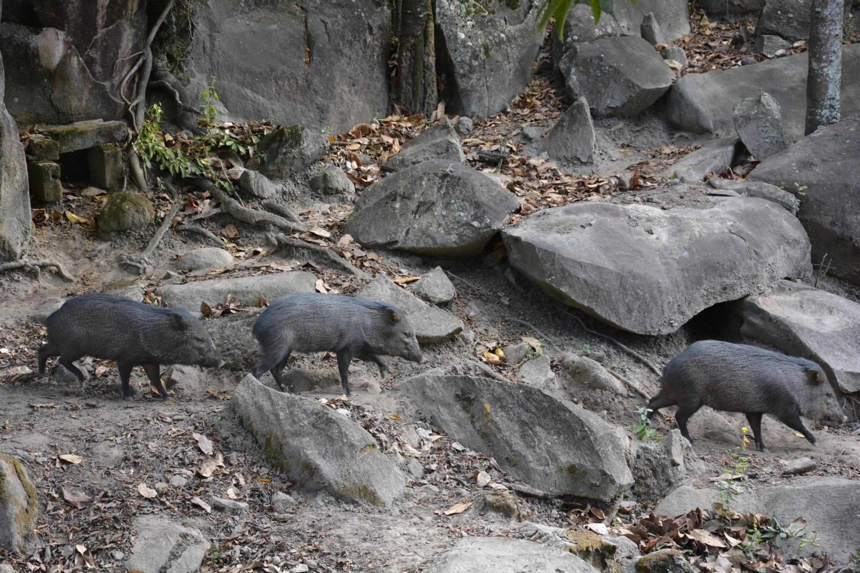 Animals in Quilombo Hotel Fazenda