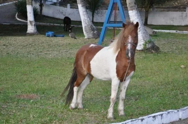 Horse-riding in Quilombo Hotel Fazenda
