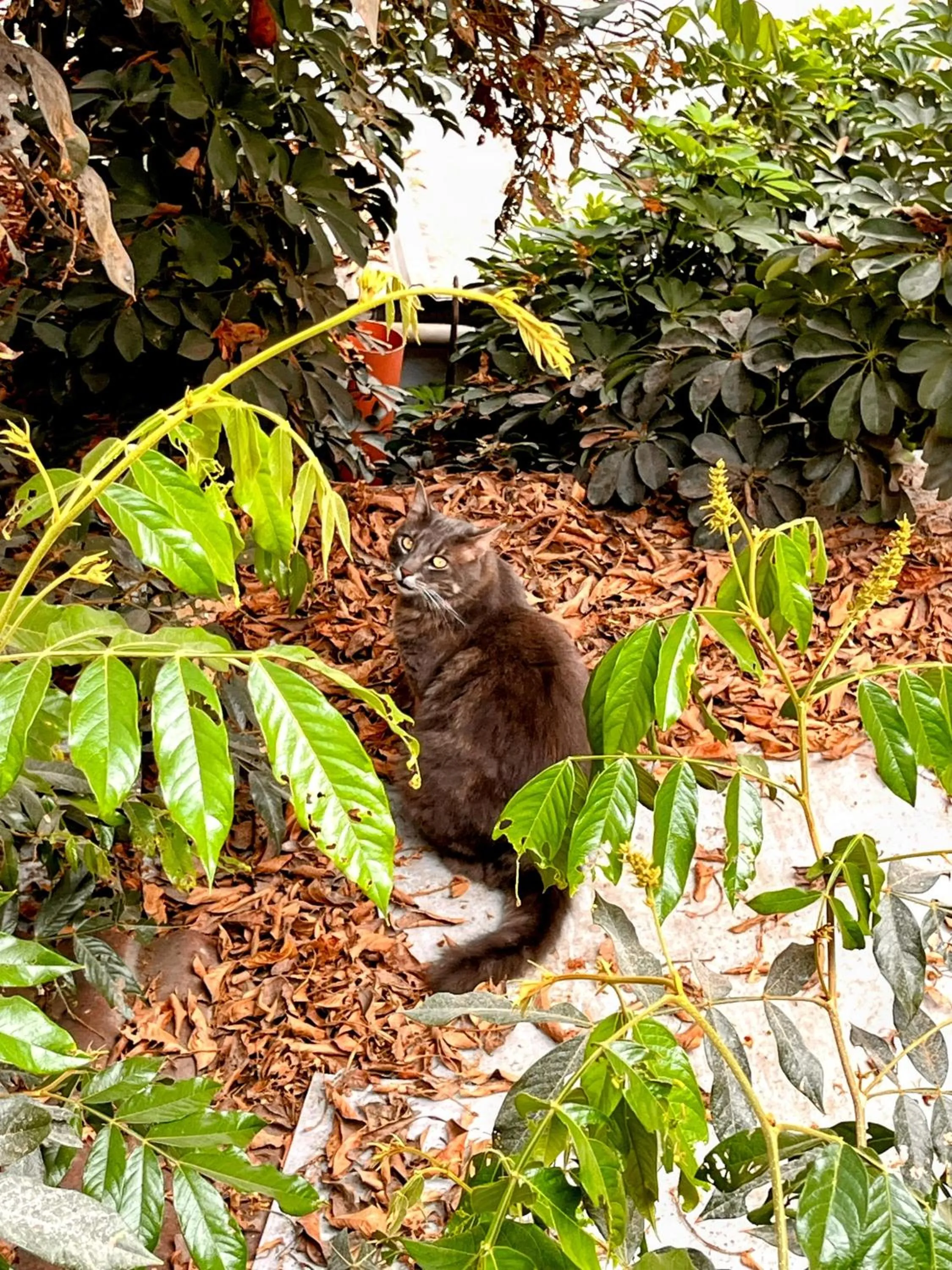 Natural landscape in Samanai Wasi
