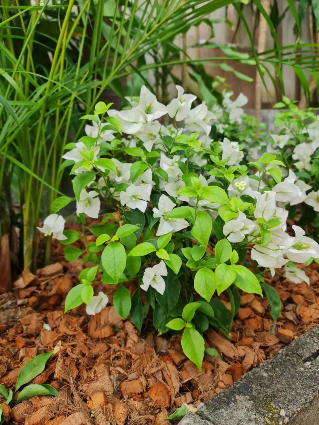 Garden in Momento Bangtao Beach