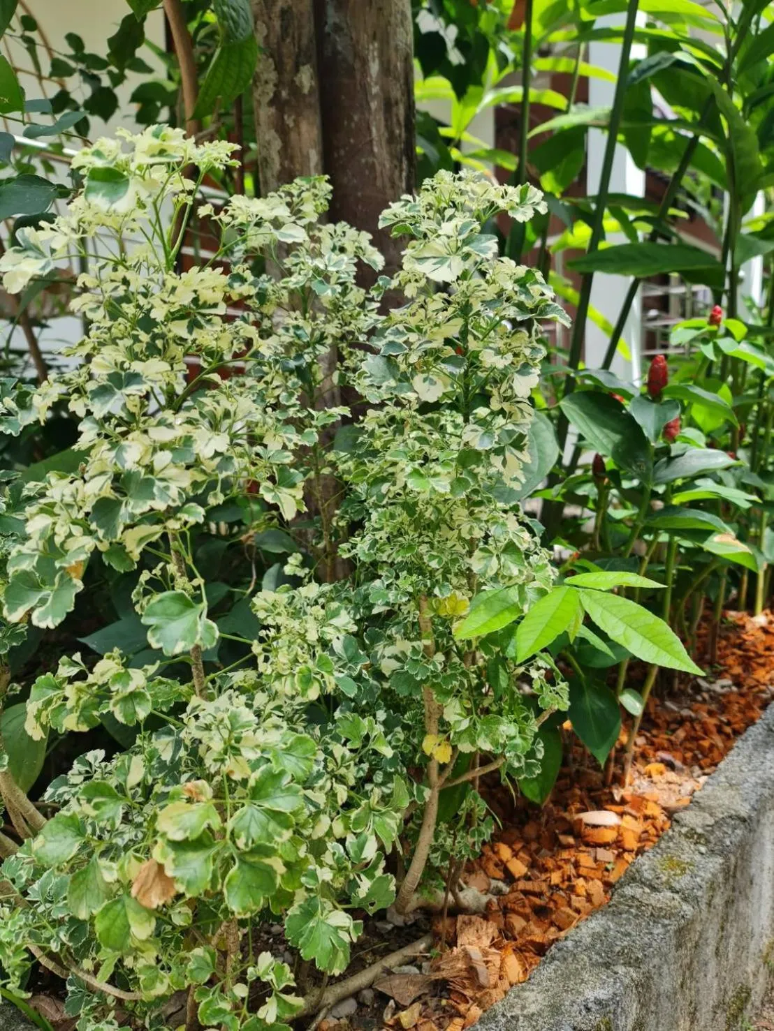 Garden in Momento Bangtao Beach