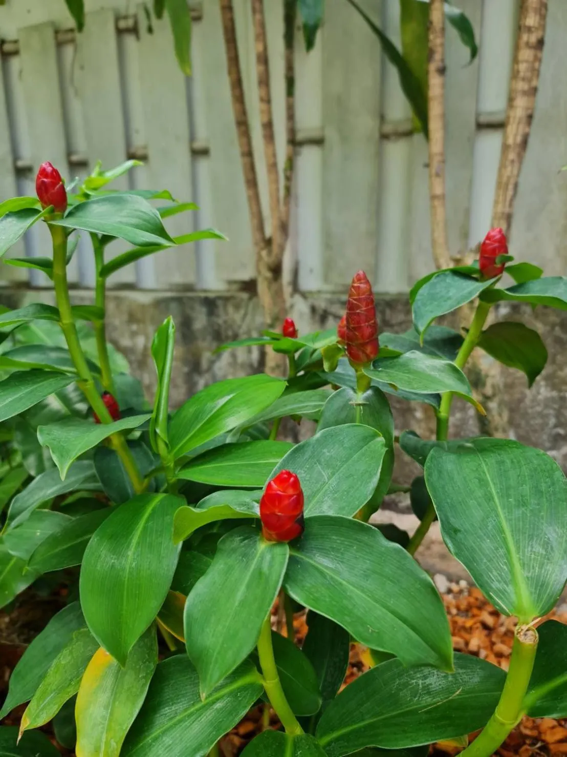 Garden in Momento Bangtao Beach
