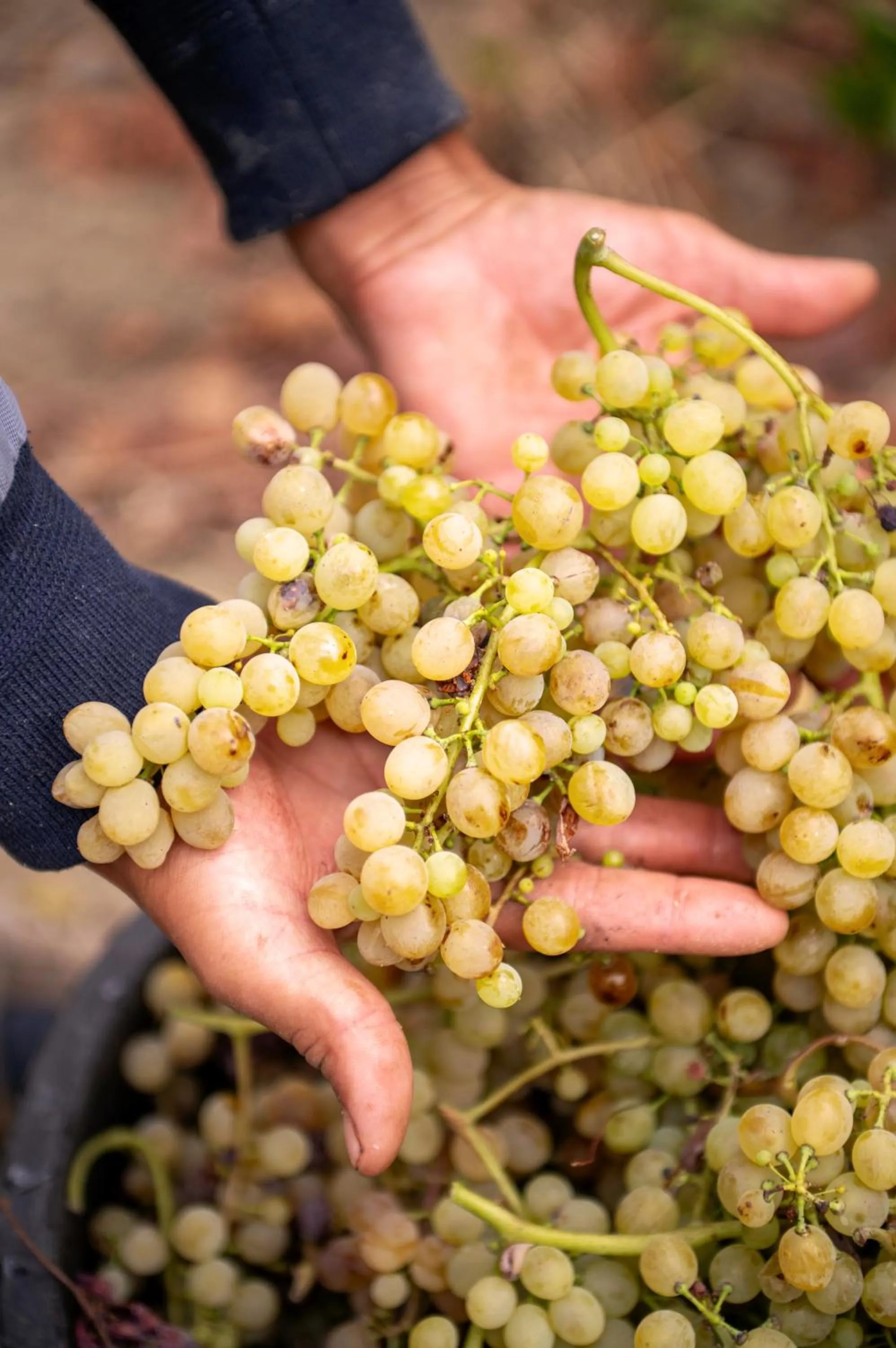 Food and drinks in Punta Chiarito Resort