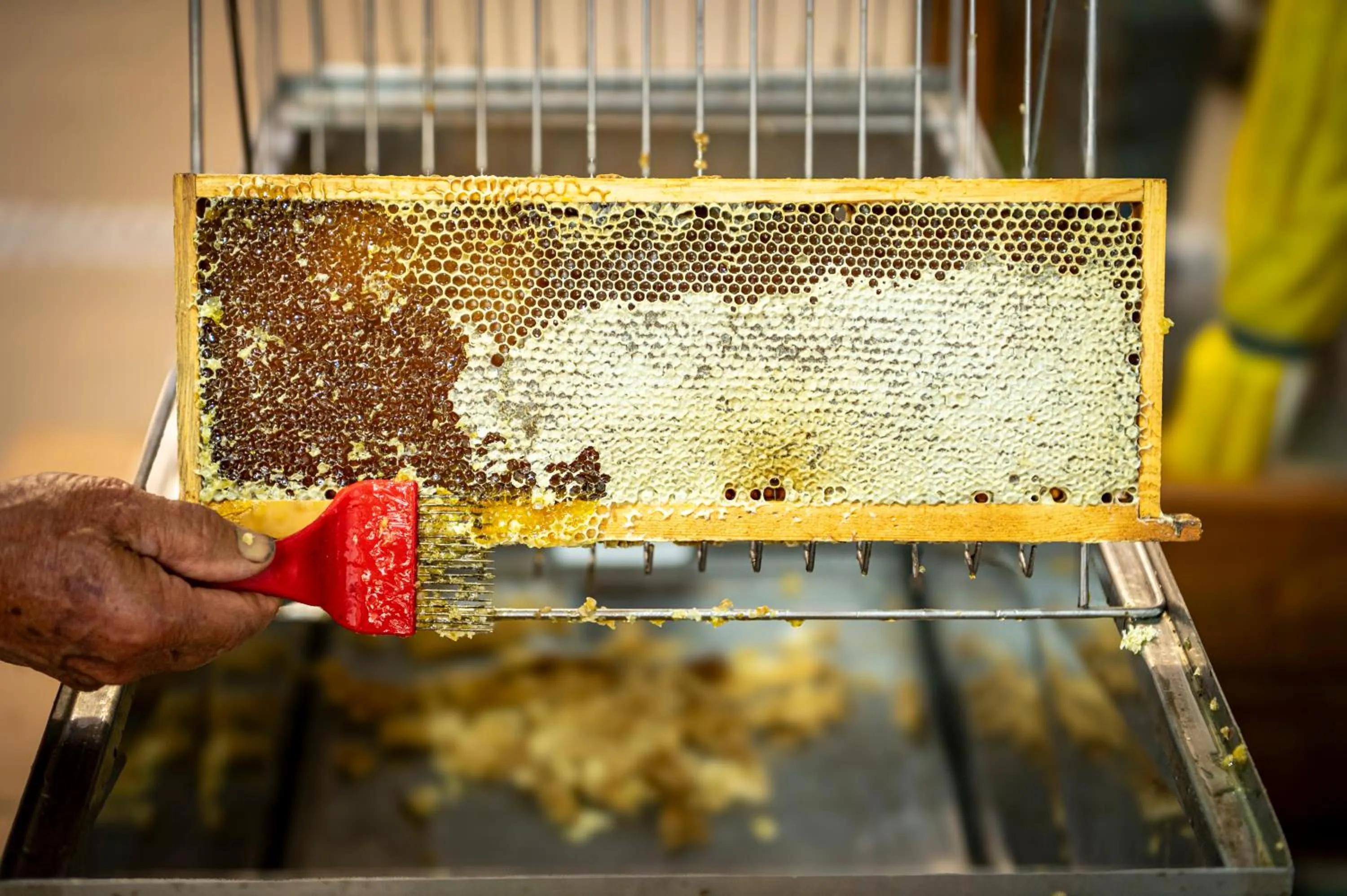 Garden in Punta Chiarito Resort