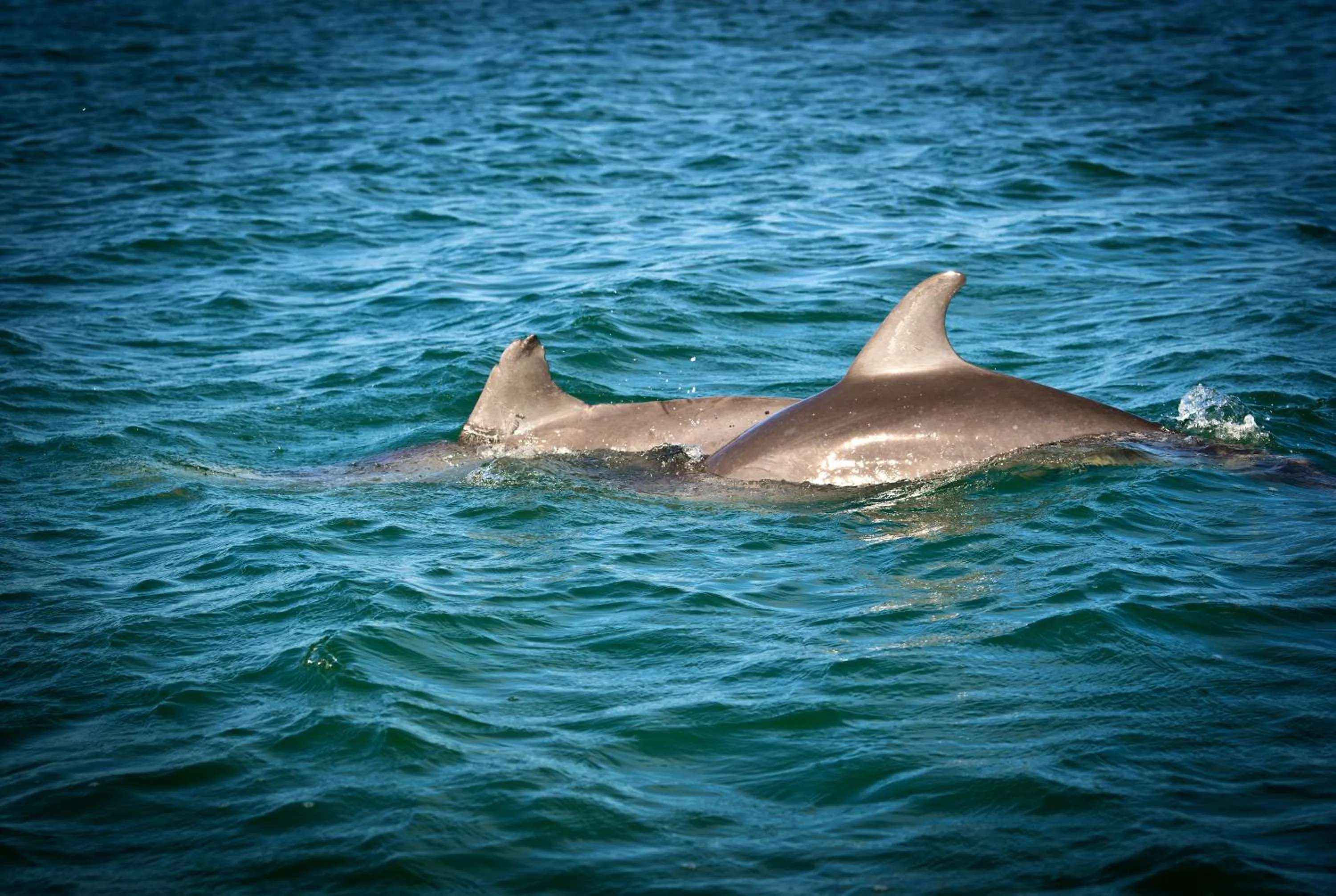 Off site in Hopkins Bay Belize a Muy'Ono Resort