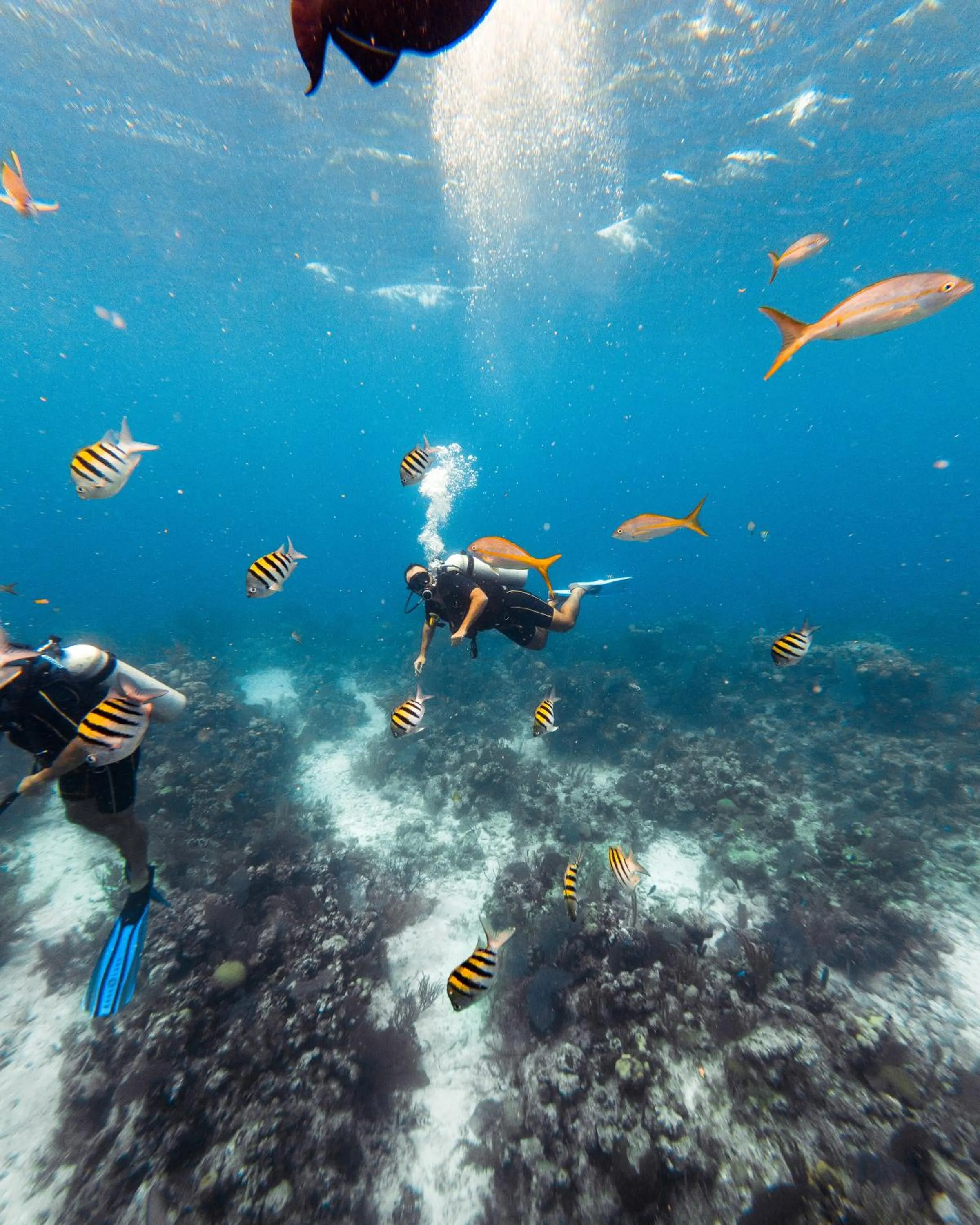 Snorkeling in Hopkins Bay Belize a Muy'Ono Resort
