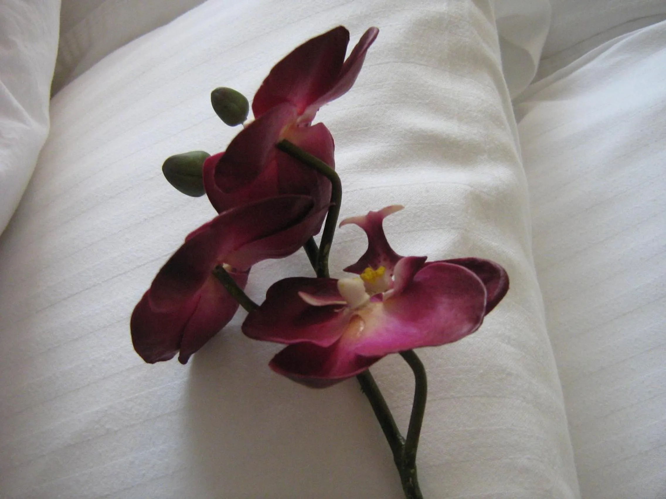 Decorative detail, Bed in Yonge Suites Apart Hotel