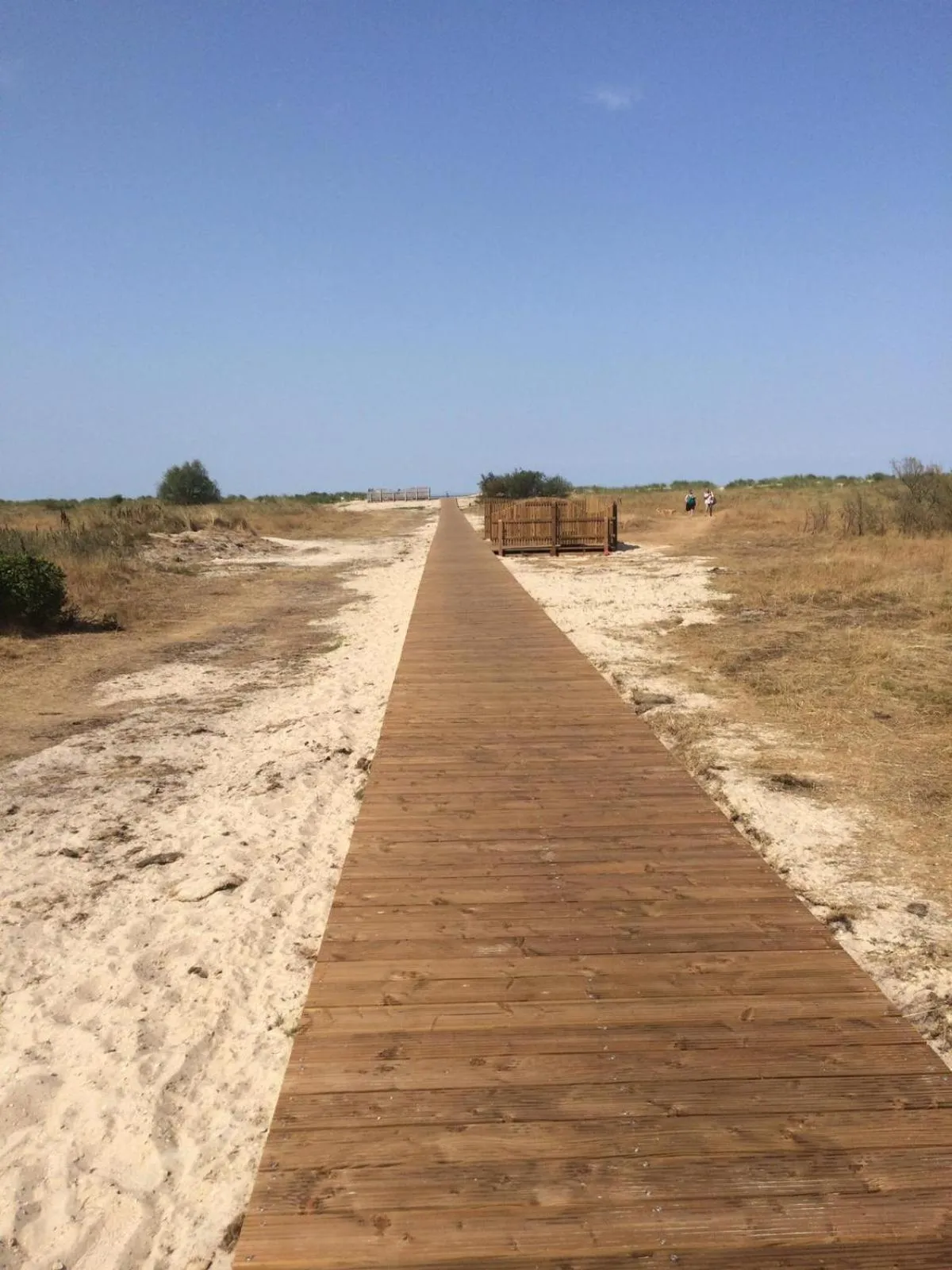 Beach in Strandgerste