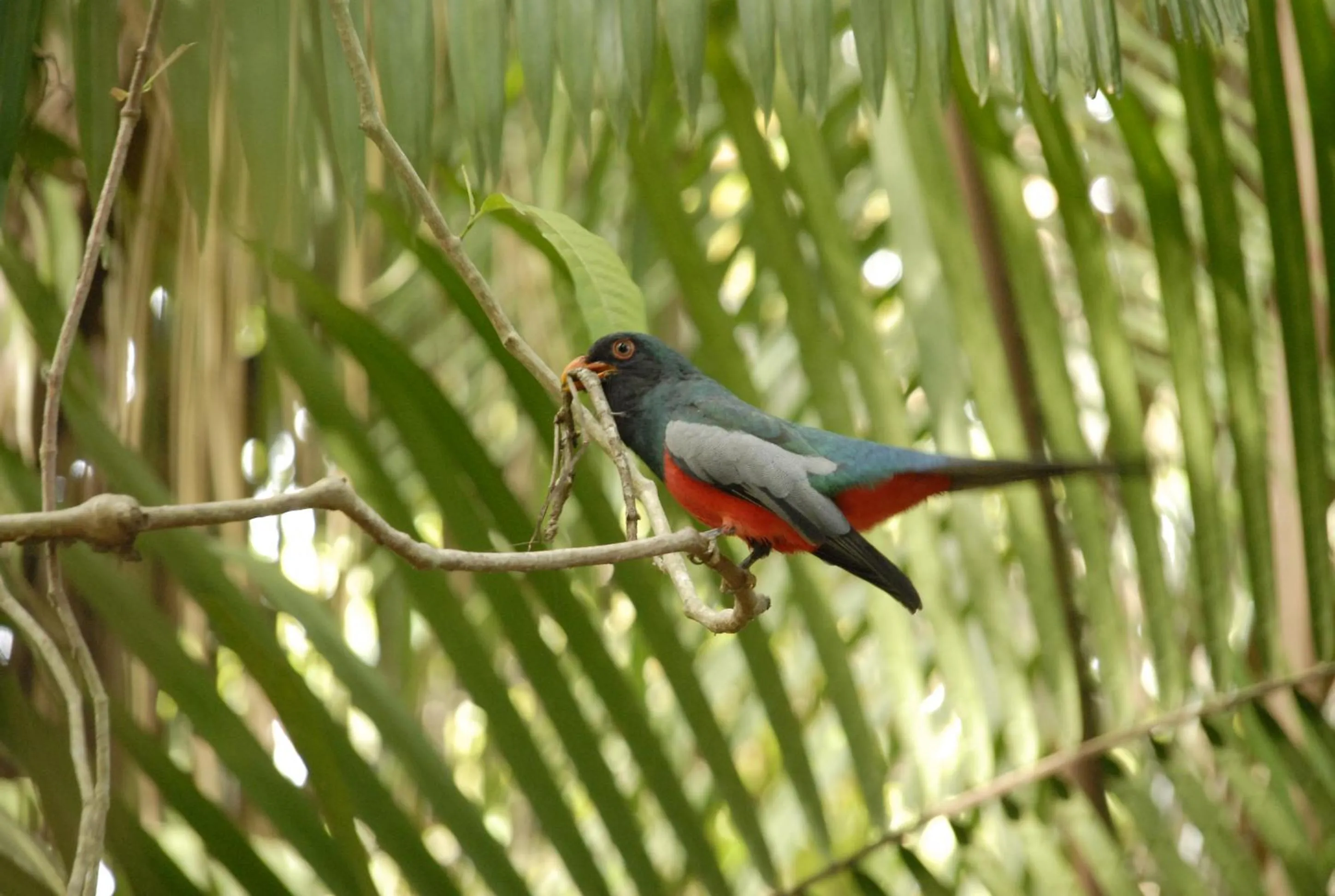 Animals in Hotel La Mariposa