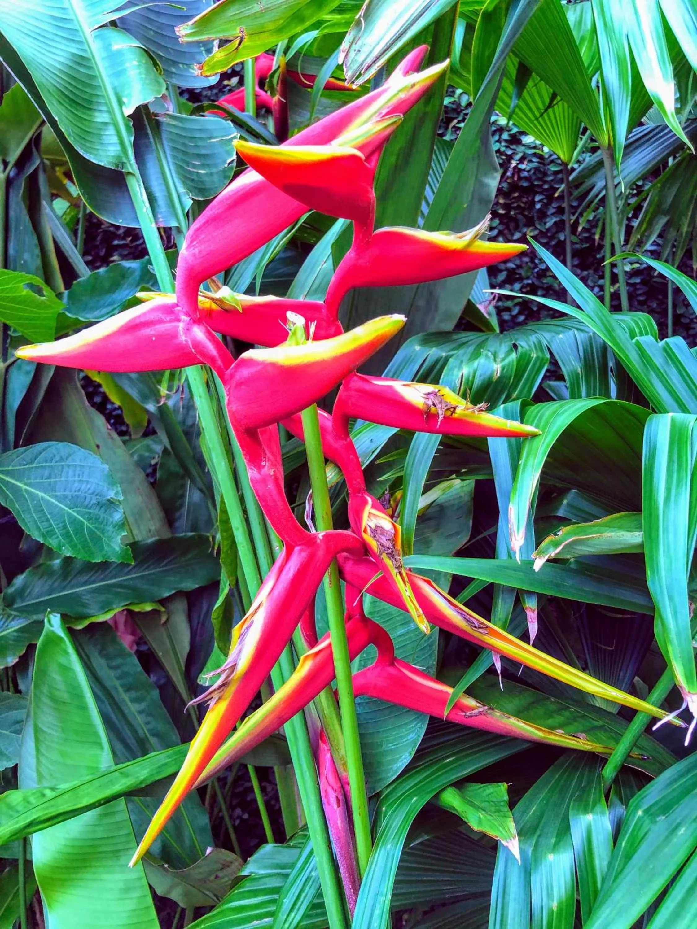 Garden in Hotel La Mariposa
