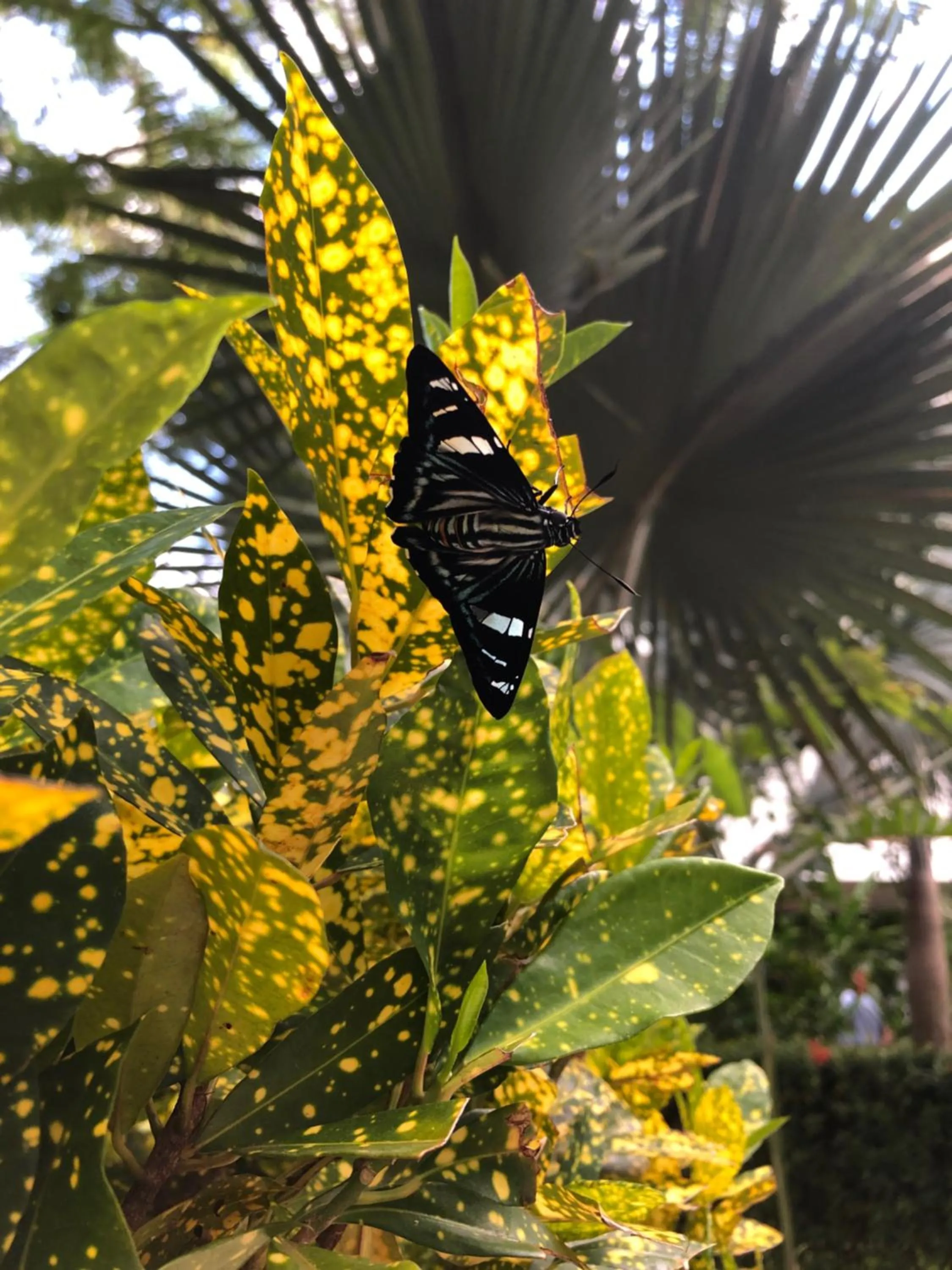 Garden in Hotel La Mariposa