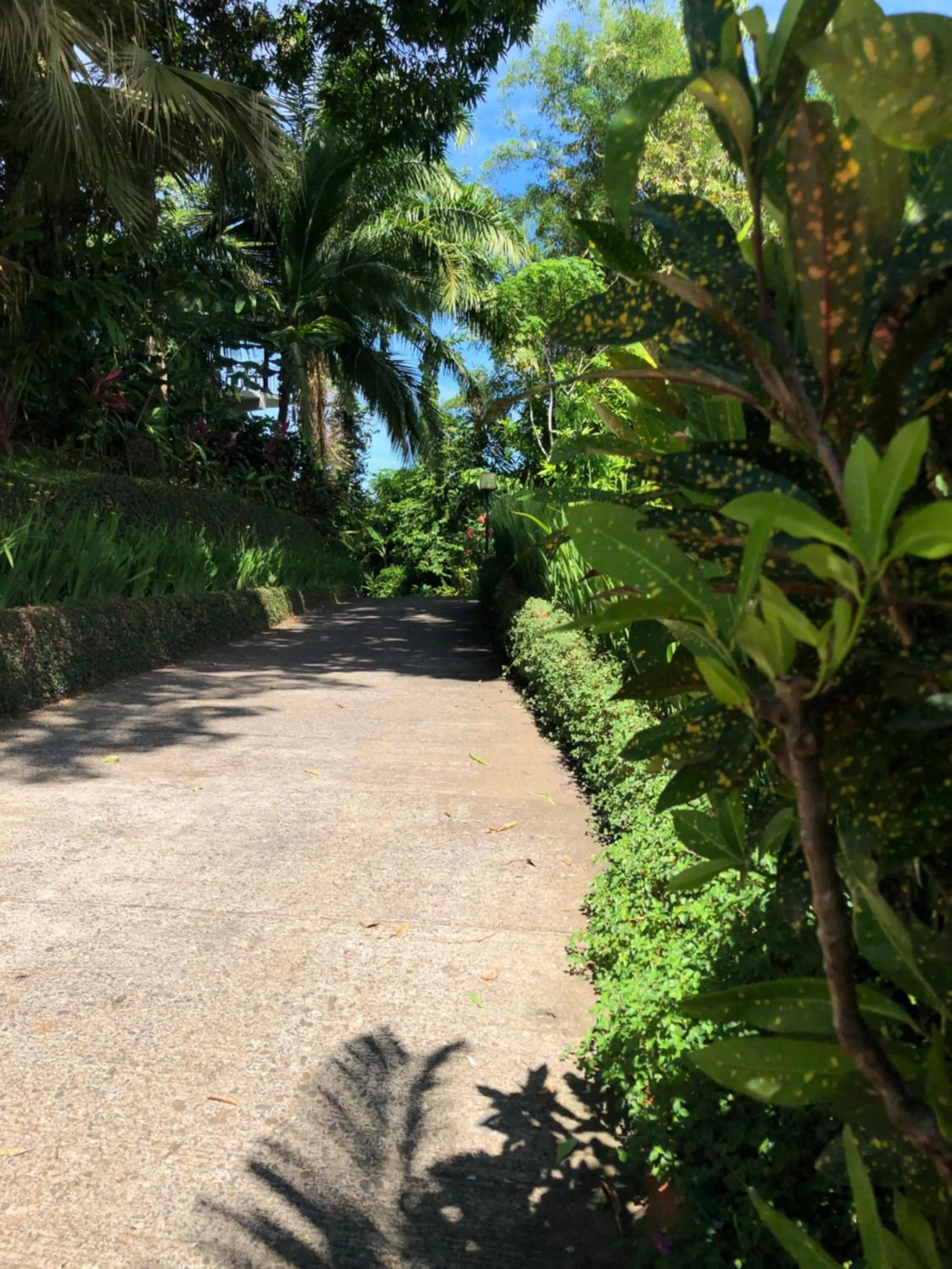 Garden in Hotel La Mariposa