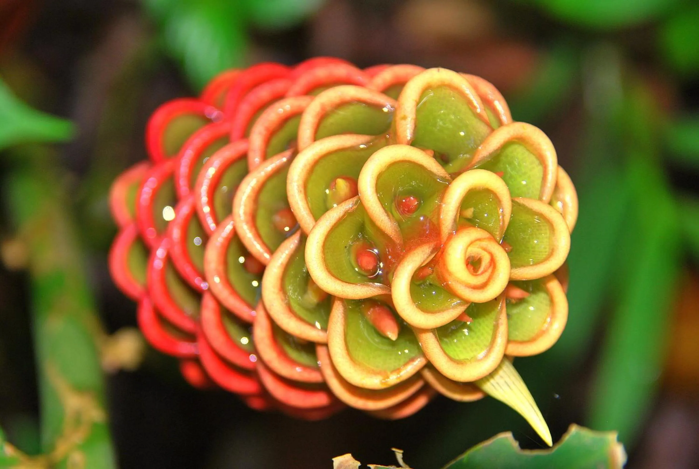 Garden in Hotel La Mariposa