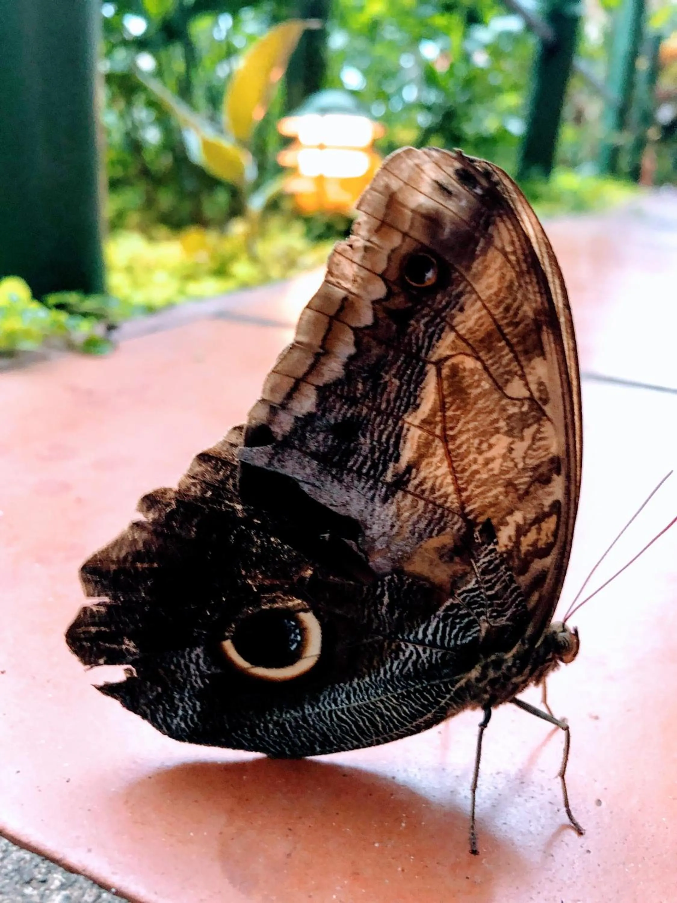 Animals in Hotel La Mariposa