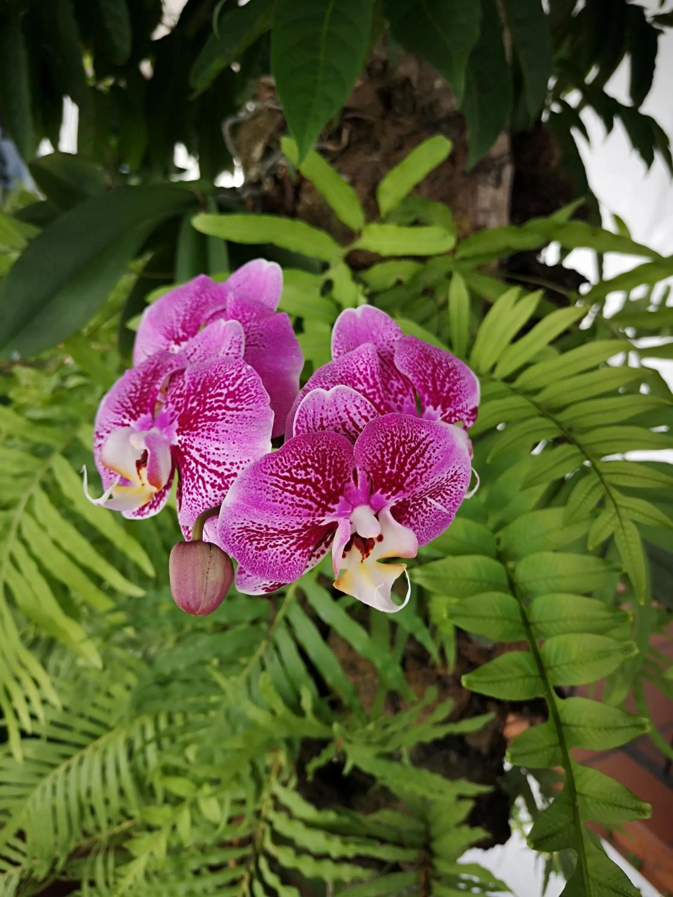 Garden in Hotel La Mariposa