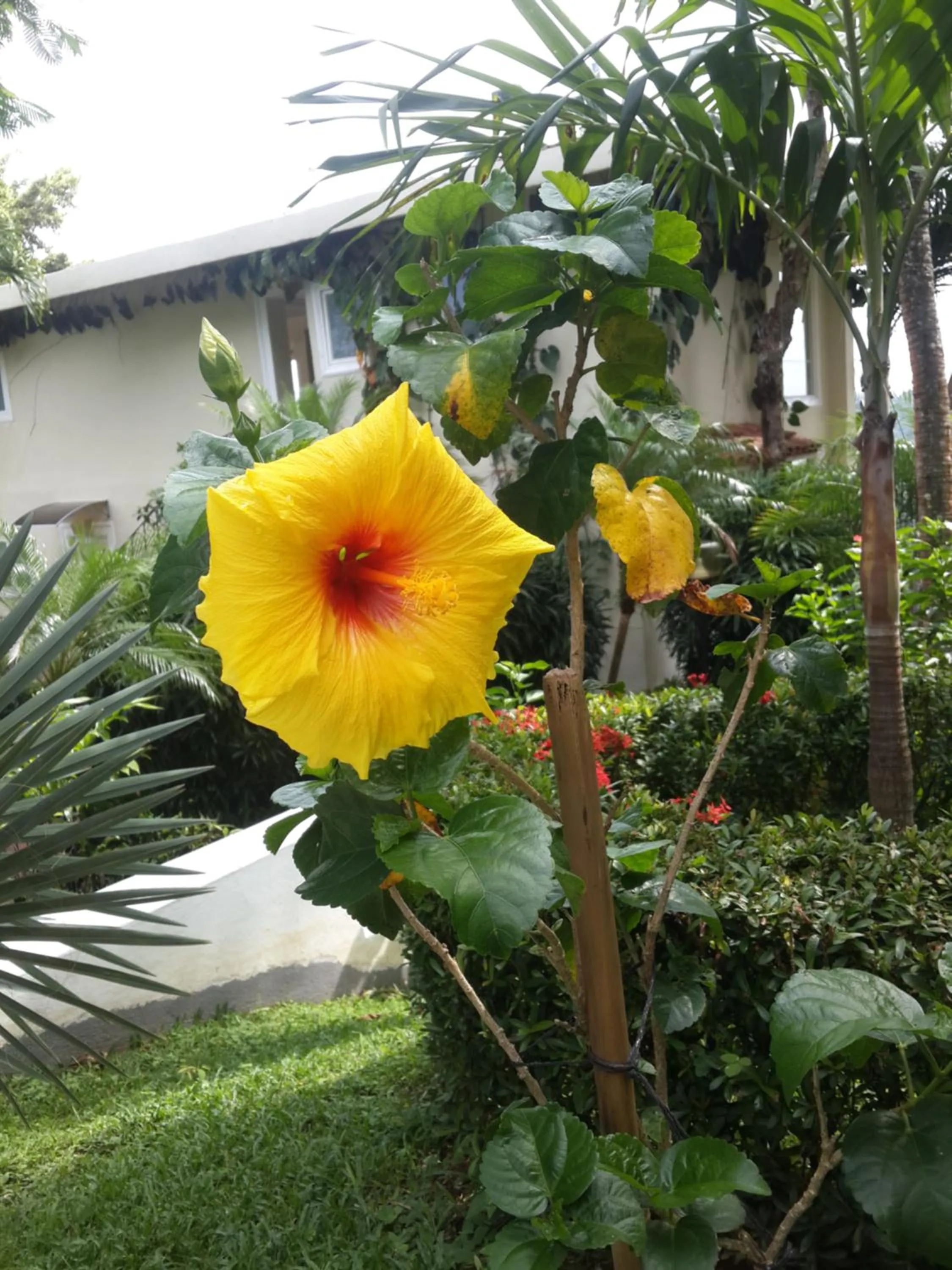 Garden in Hotel La Mariposa