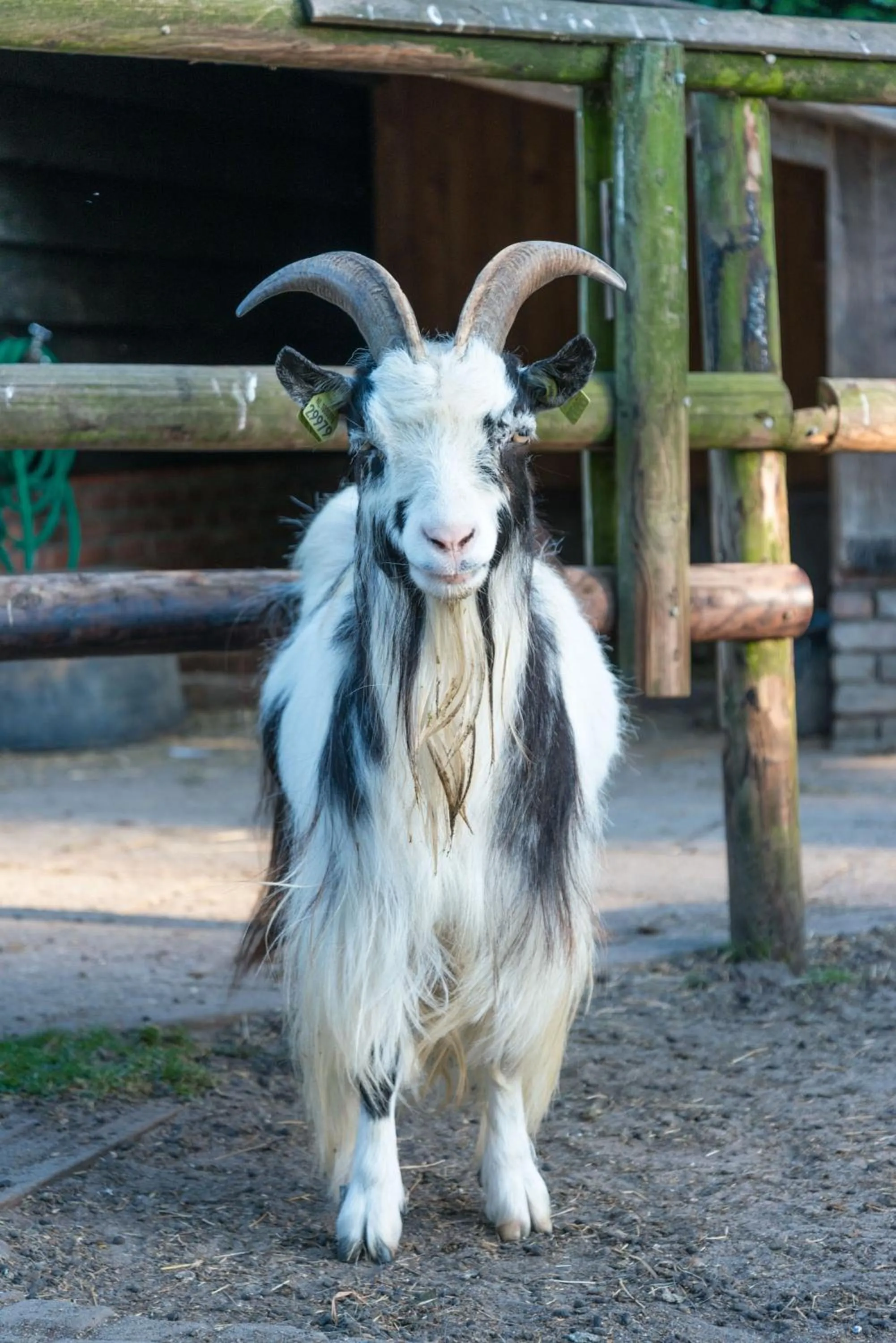 Animals in Bed en Breakfast Puur8a