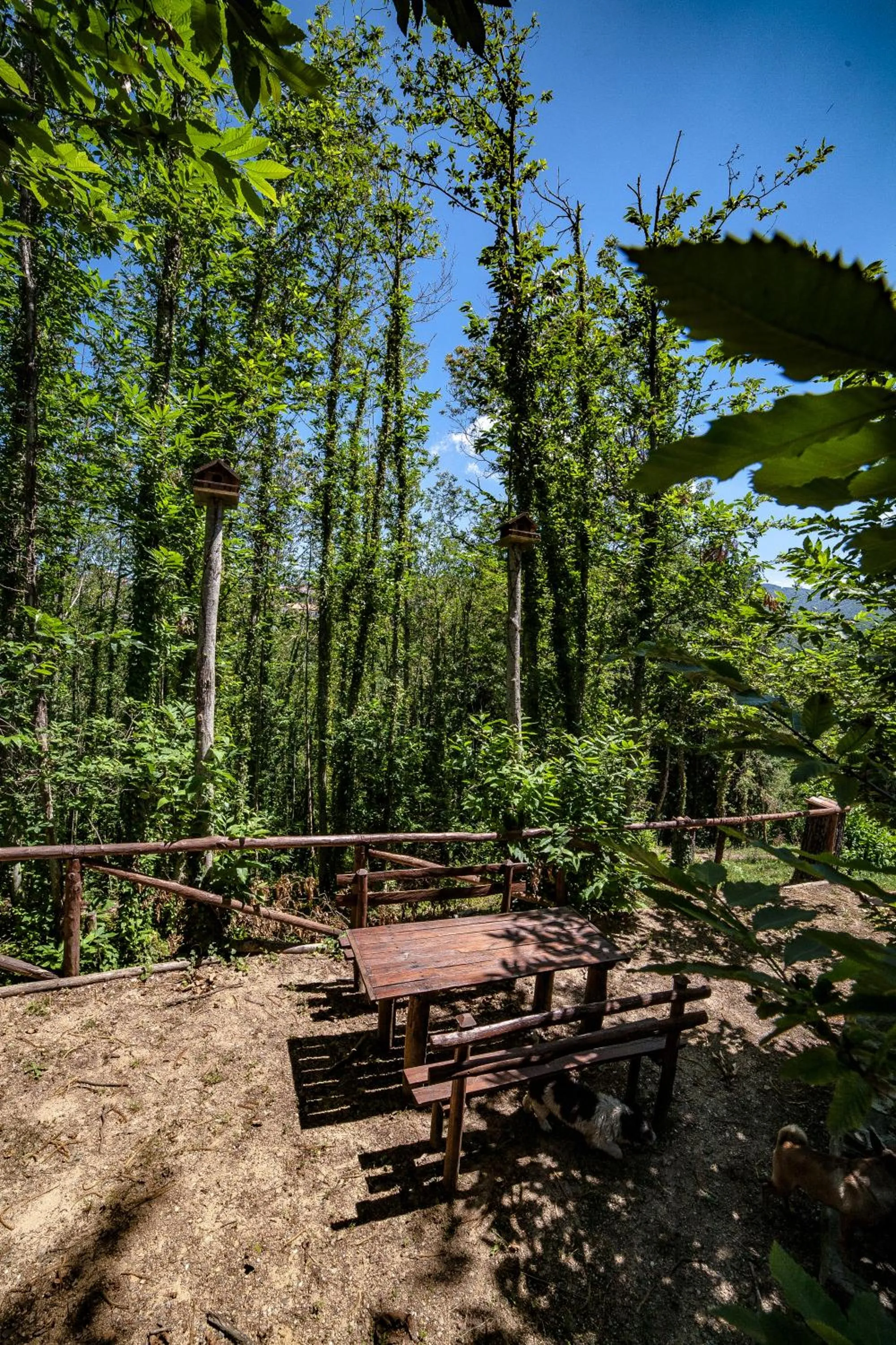 BBQ facilities in Casa sull'albero Bocchineri