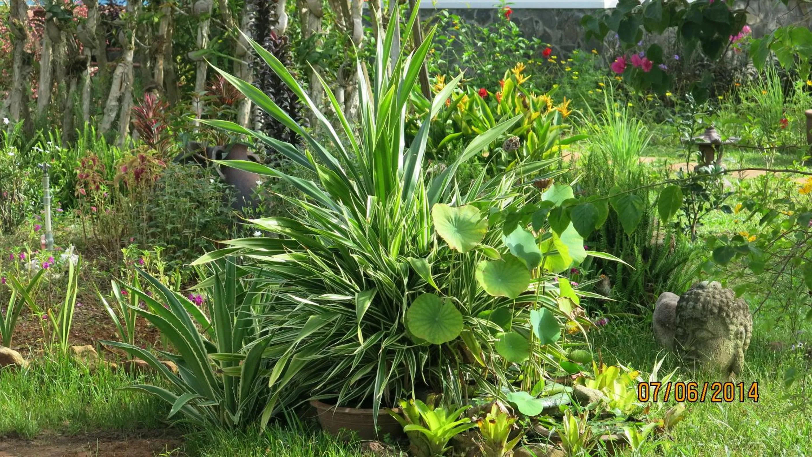 Garden in Phu Quoc Private Villa