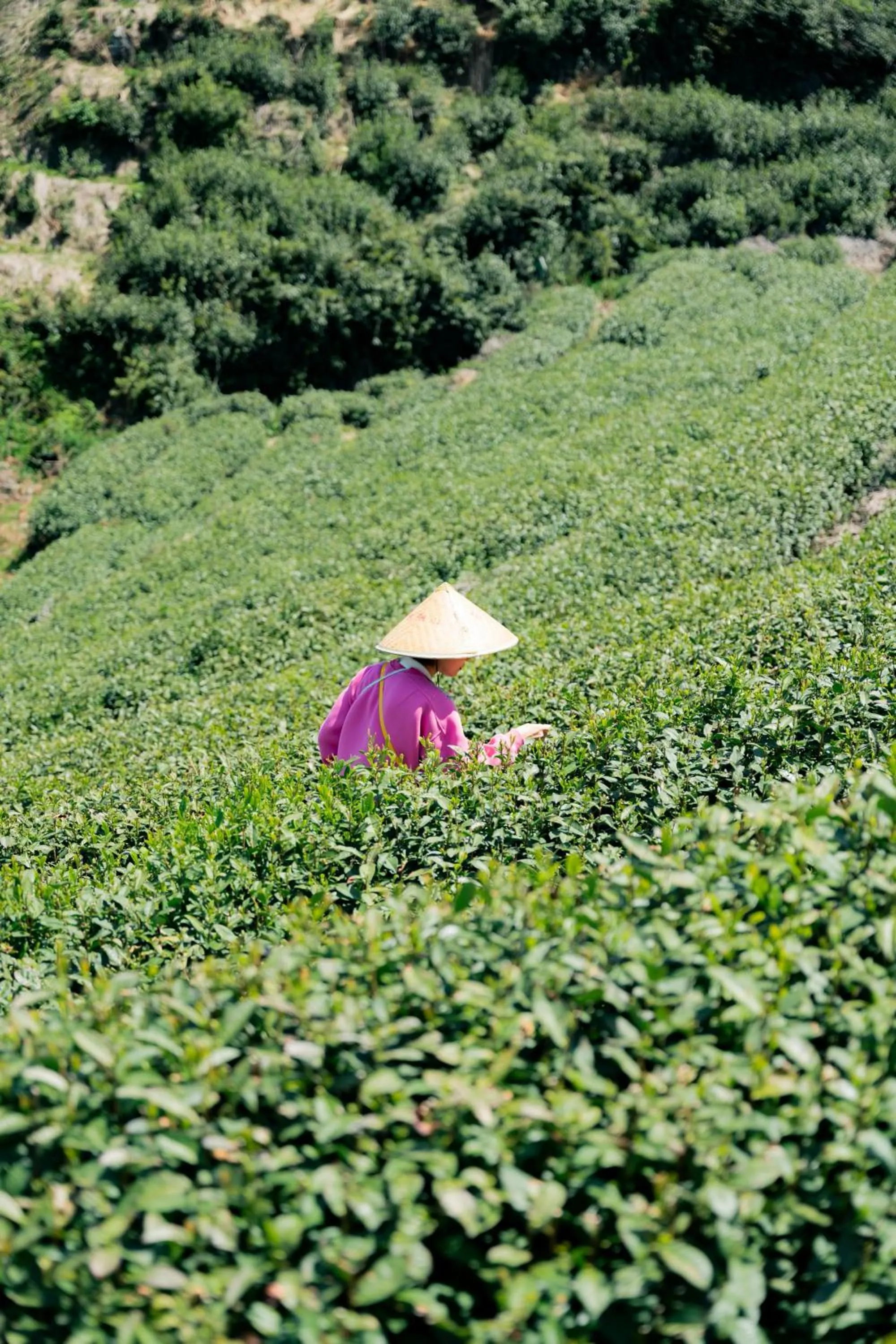 Other in AHN LAN Ninghai