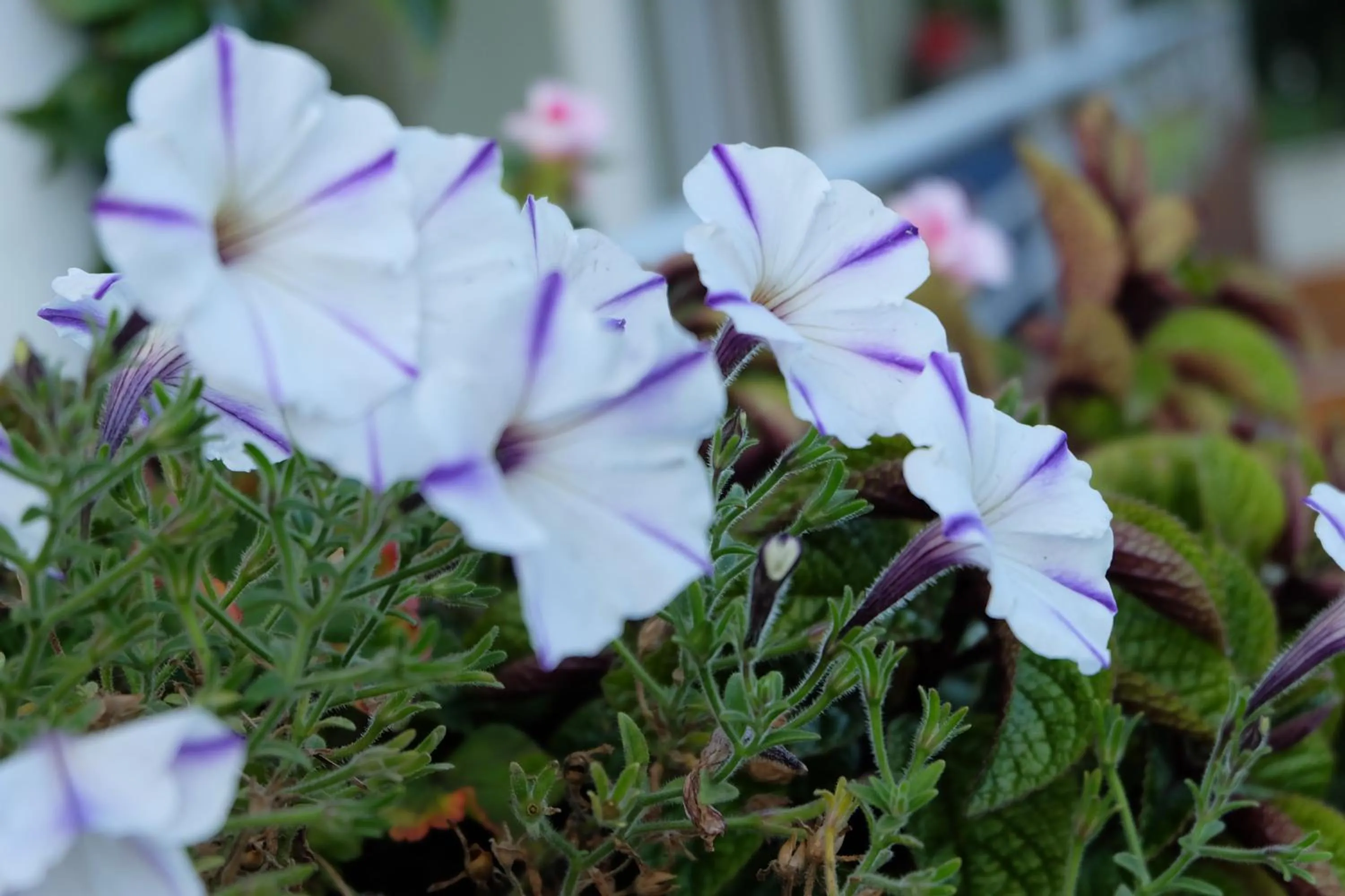 Natural landscape in Willa Pod Aniołem - Pokoje Gościnne & Apartamenty z widokiem na góry