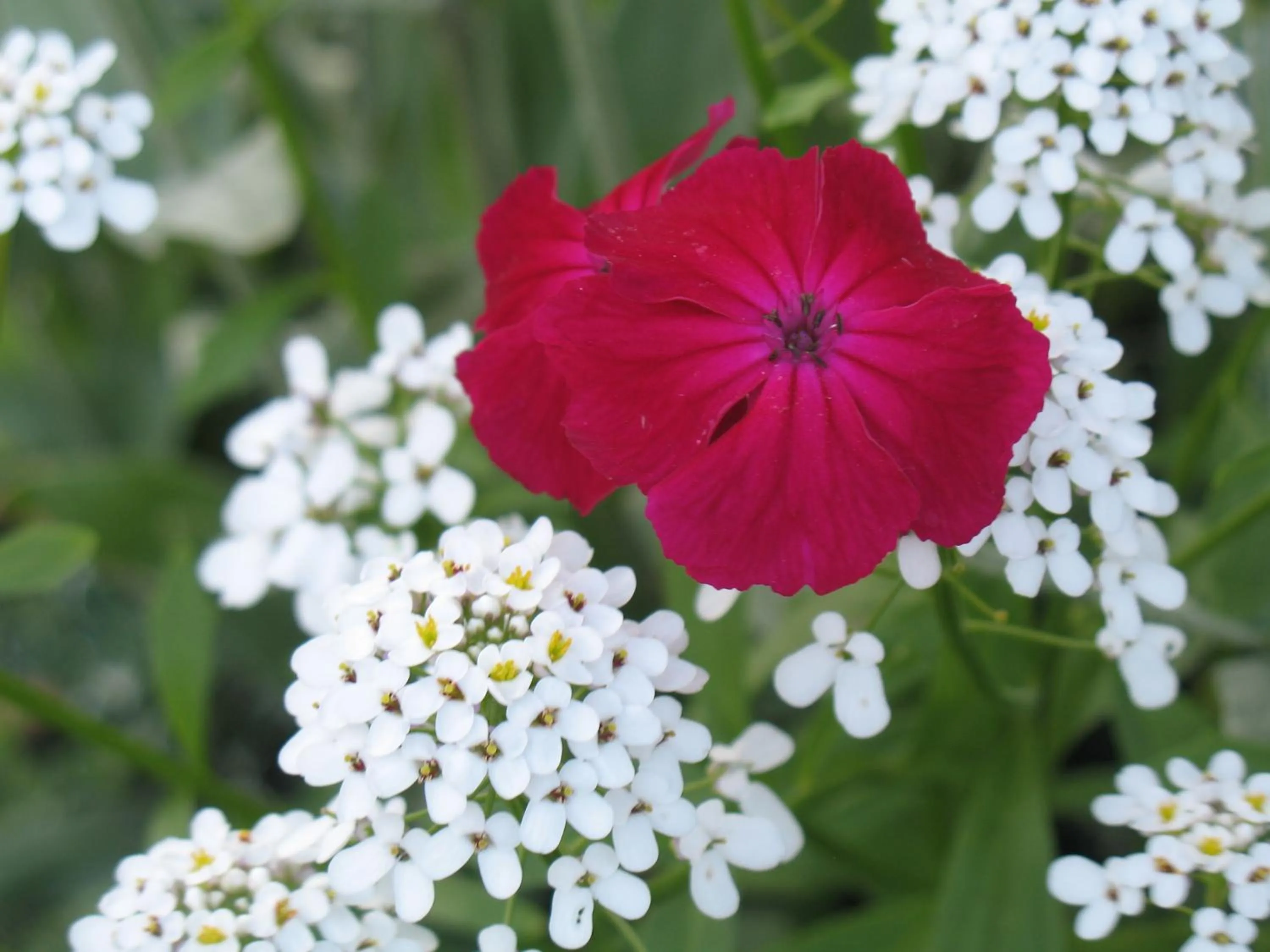 Garden in Willa Pod Aniołem - Pokoje Gościnne & Apartamenty z widokiem na góry