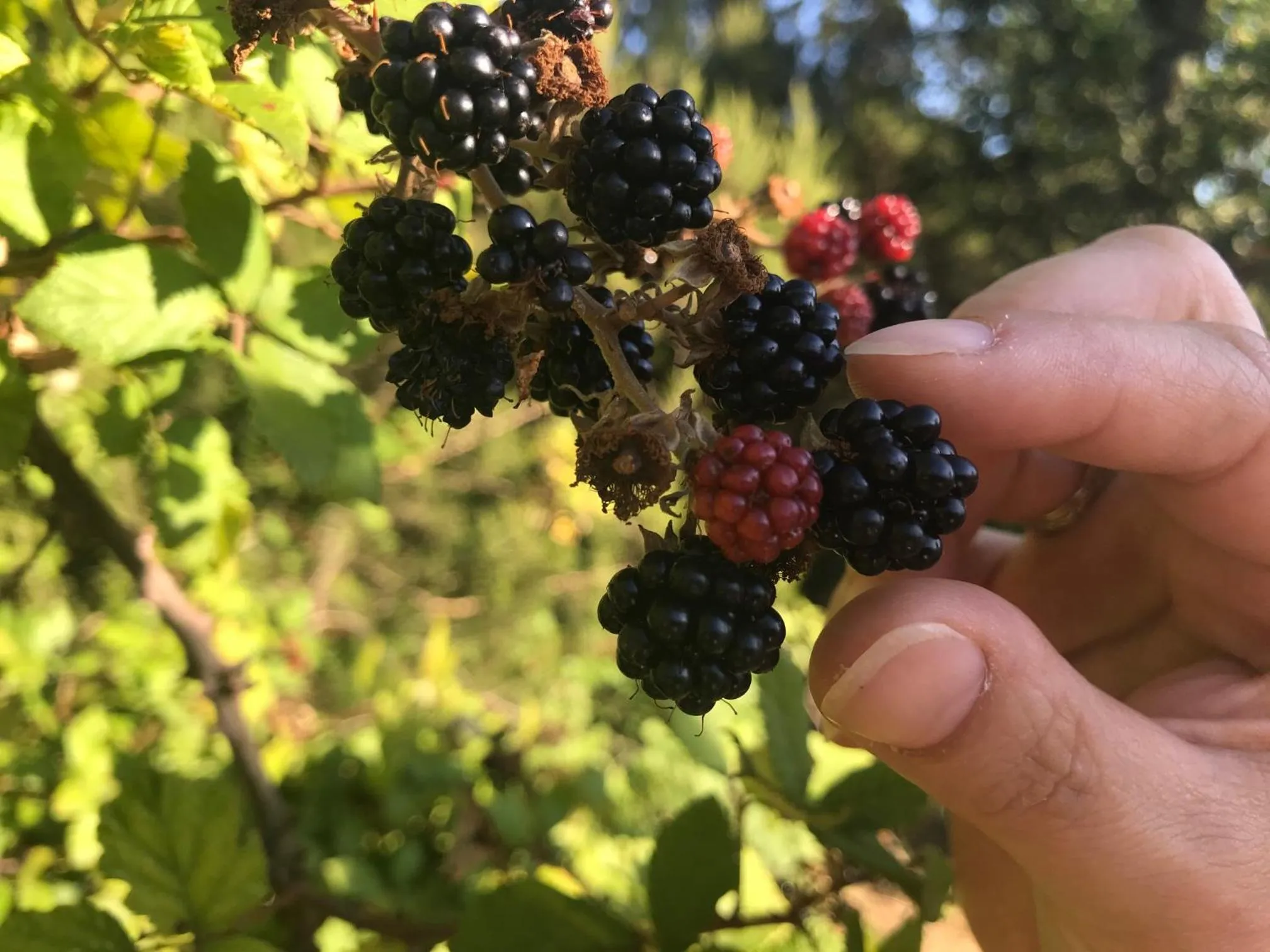 Activities in il Podere La Casina