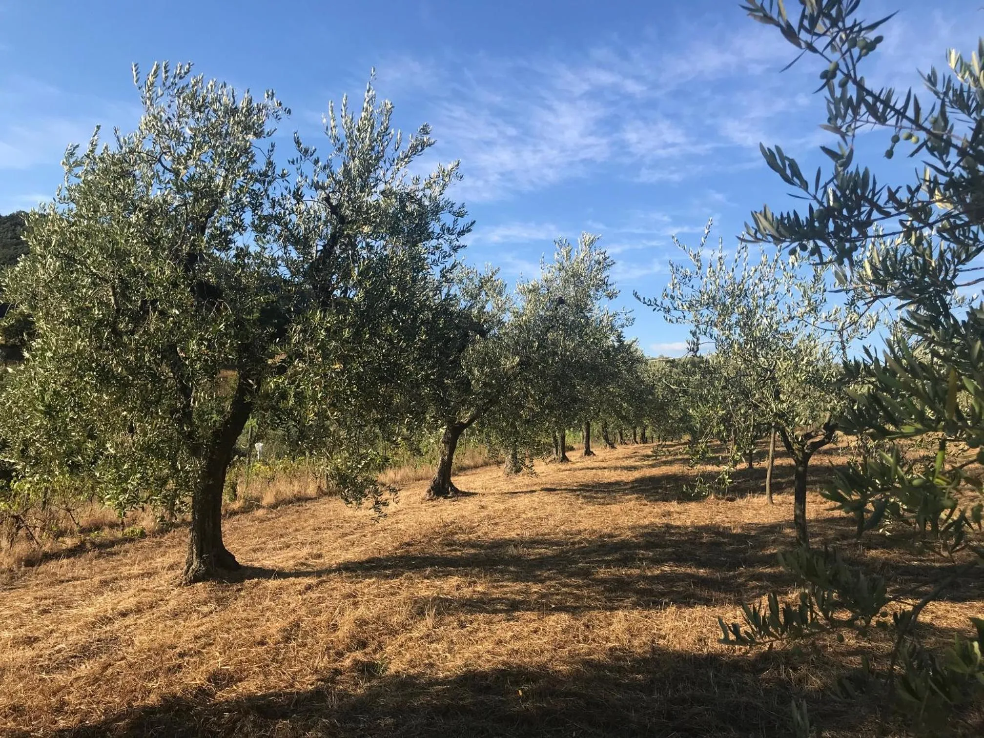 Activities in il Podere La Casina