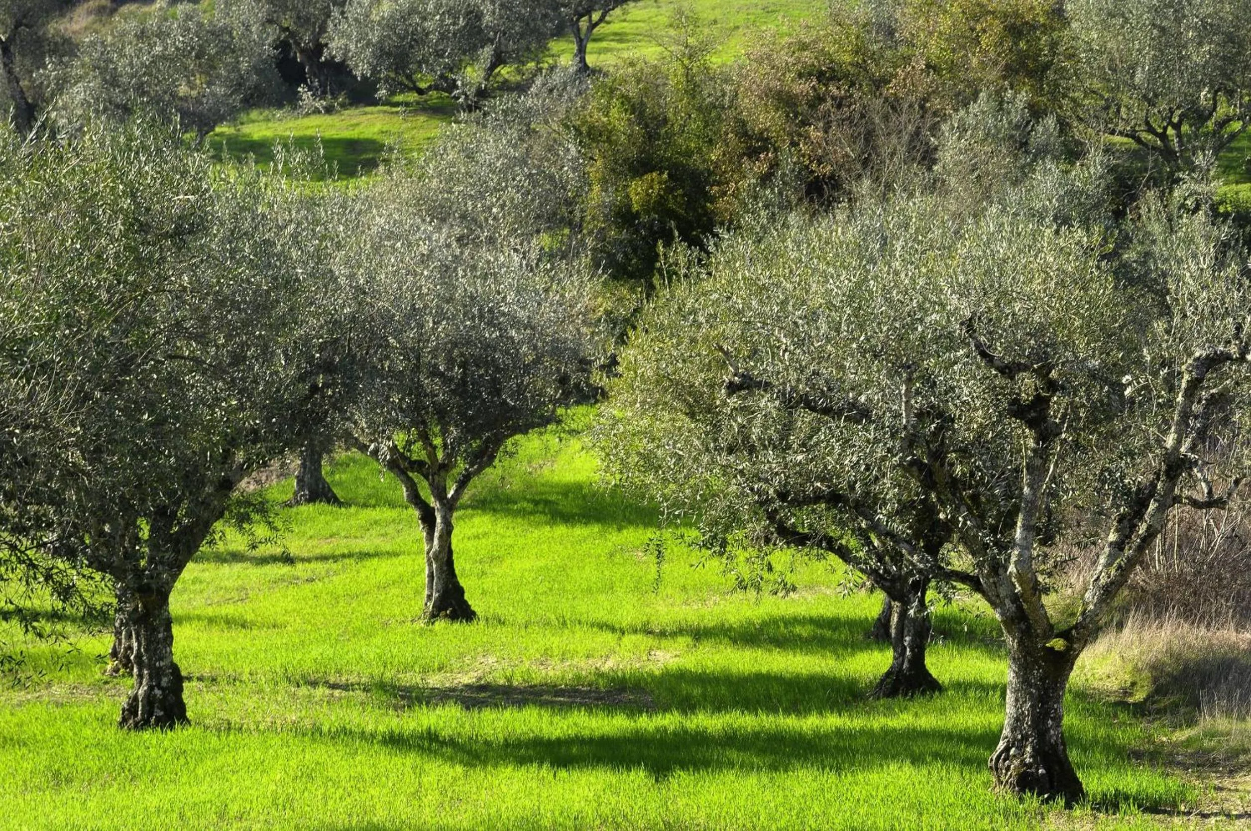 Natural landscape in il Podere La Casina