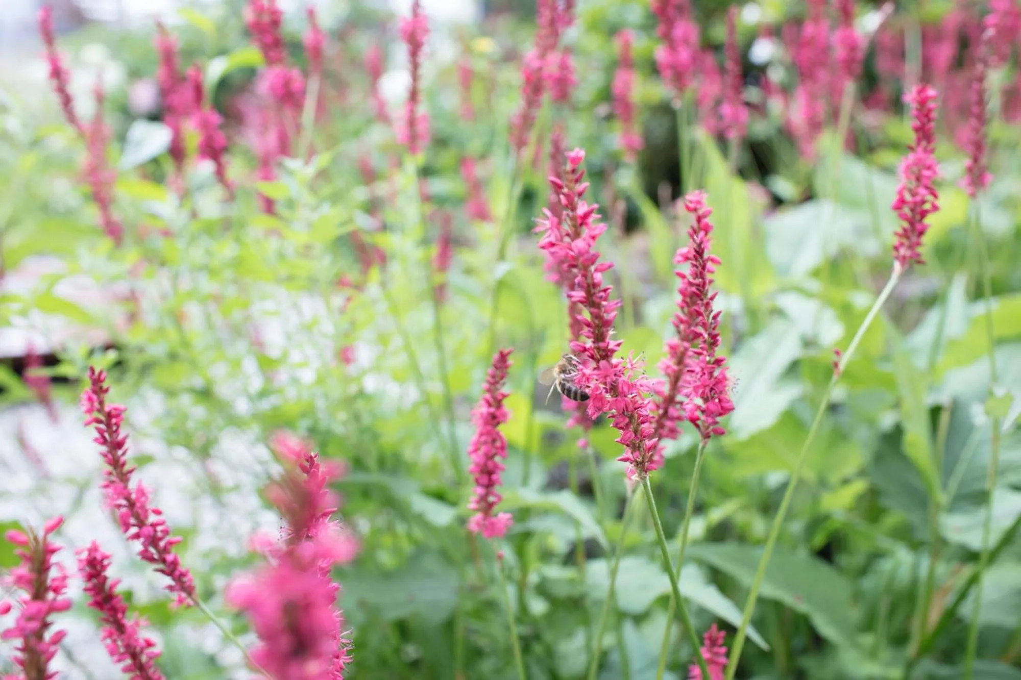 Spring in SOLLER Business Hotel - Munich Airport MUC