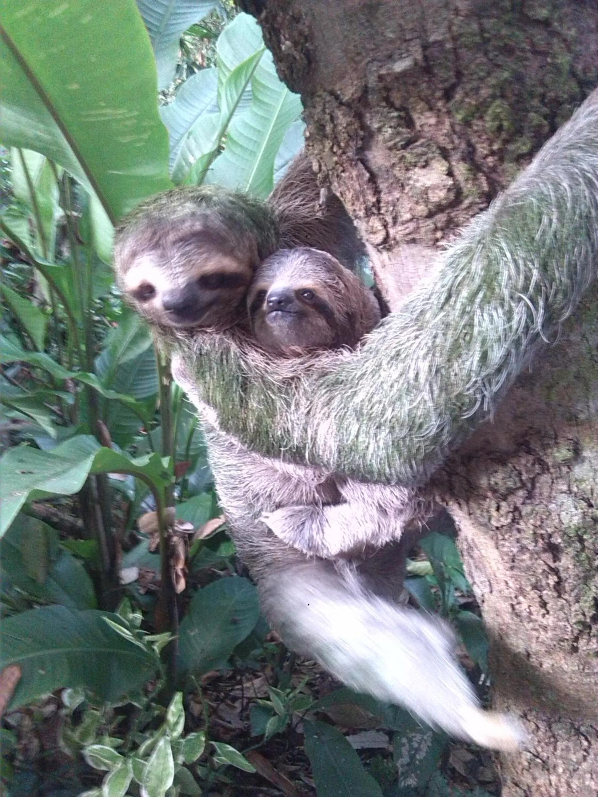 Animals in Hotel La Colina