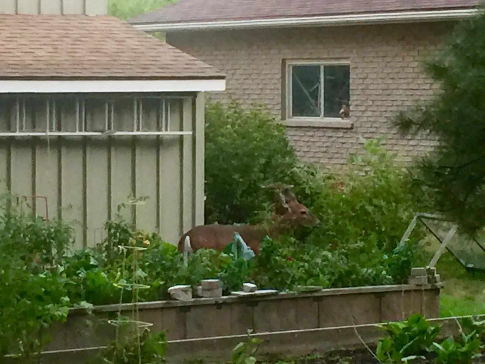 Cedar Gables Bed & Breakfast Cedar Gables Bed & Breakfast