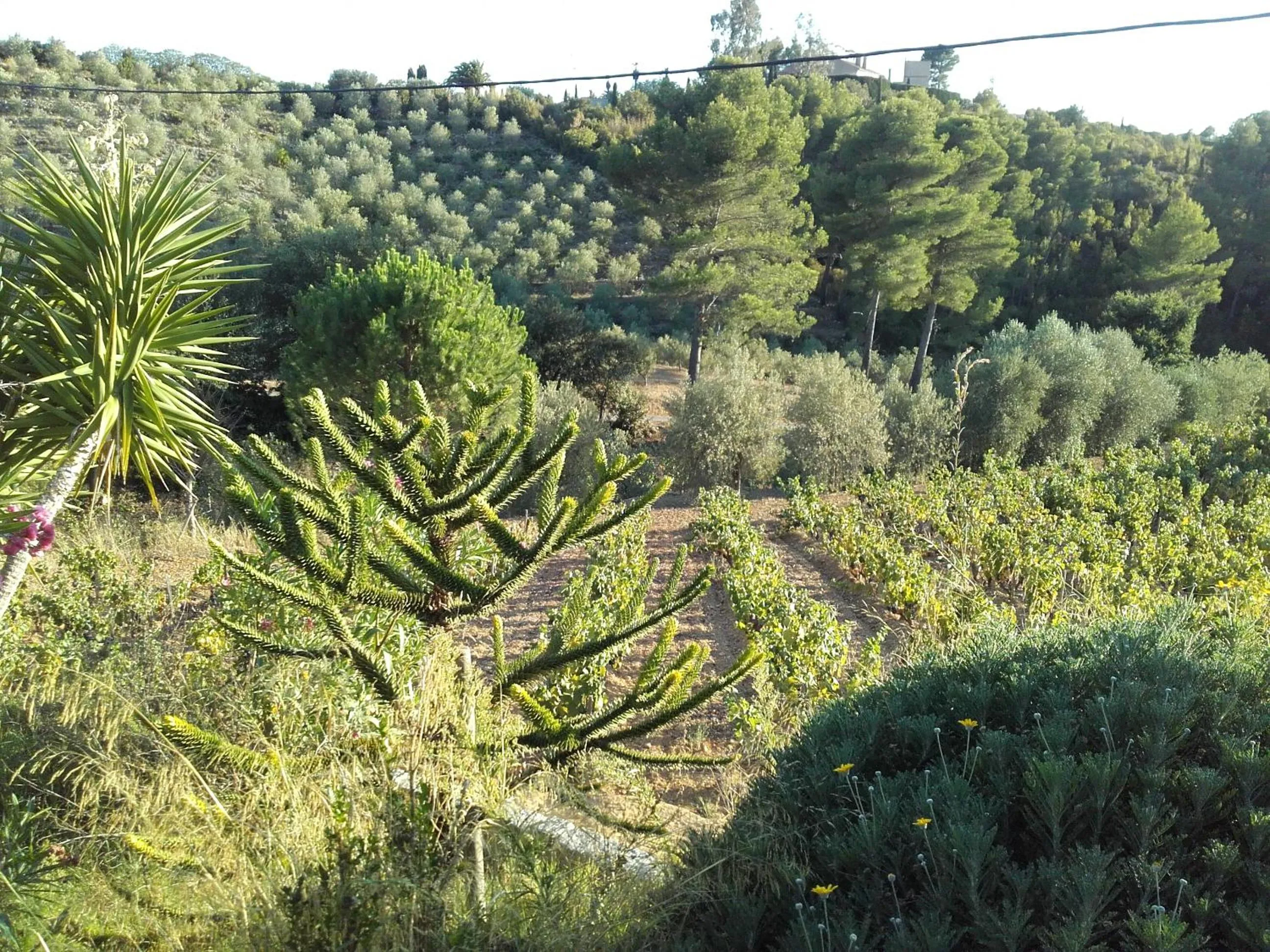 Garden in La Bastide de l'Oliveraie