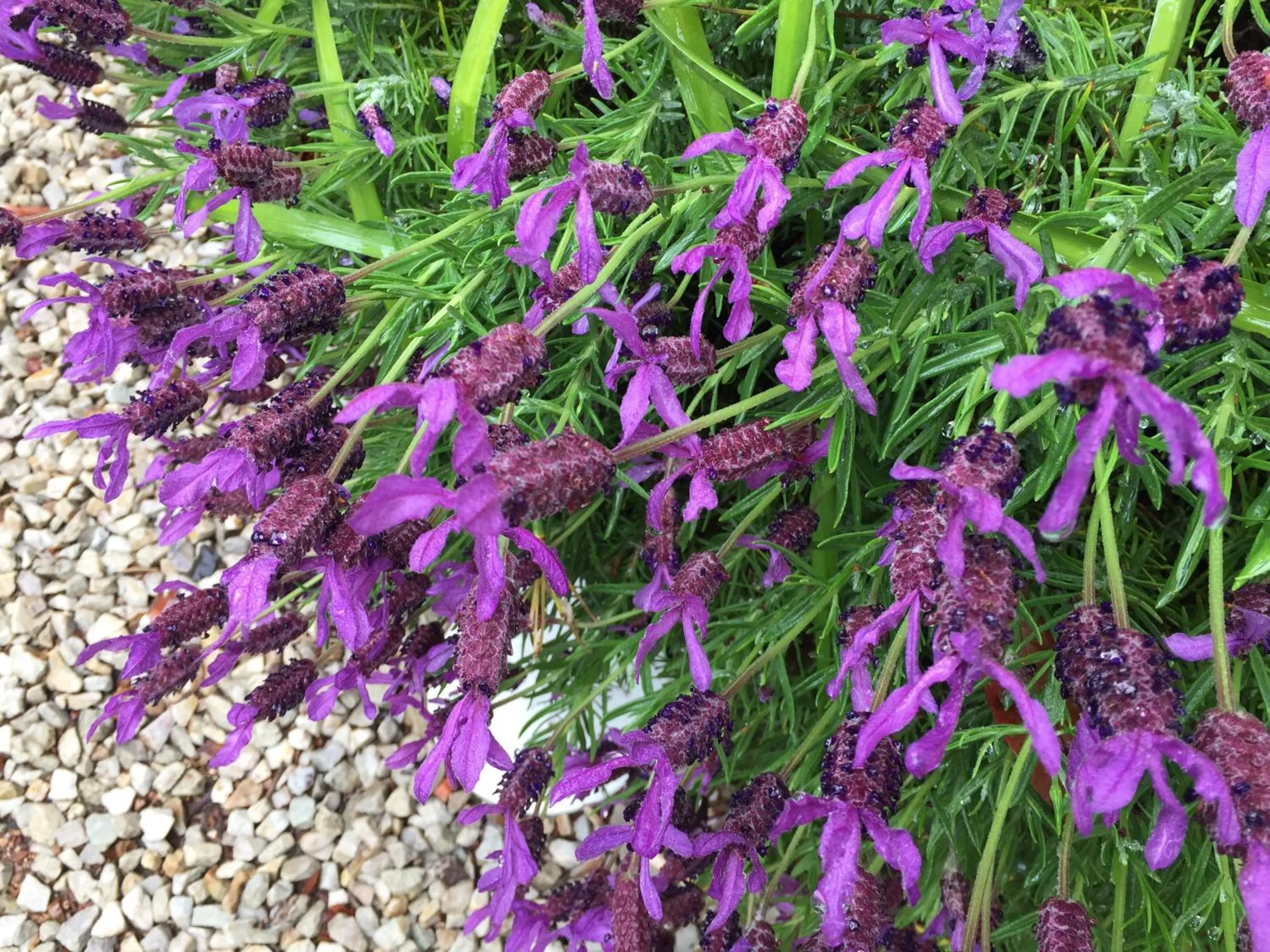 Garden in Kurrara Historic Guest House