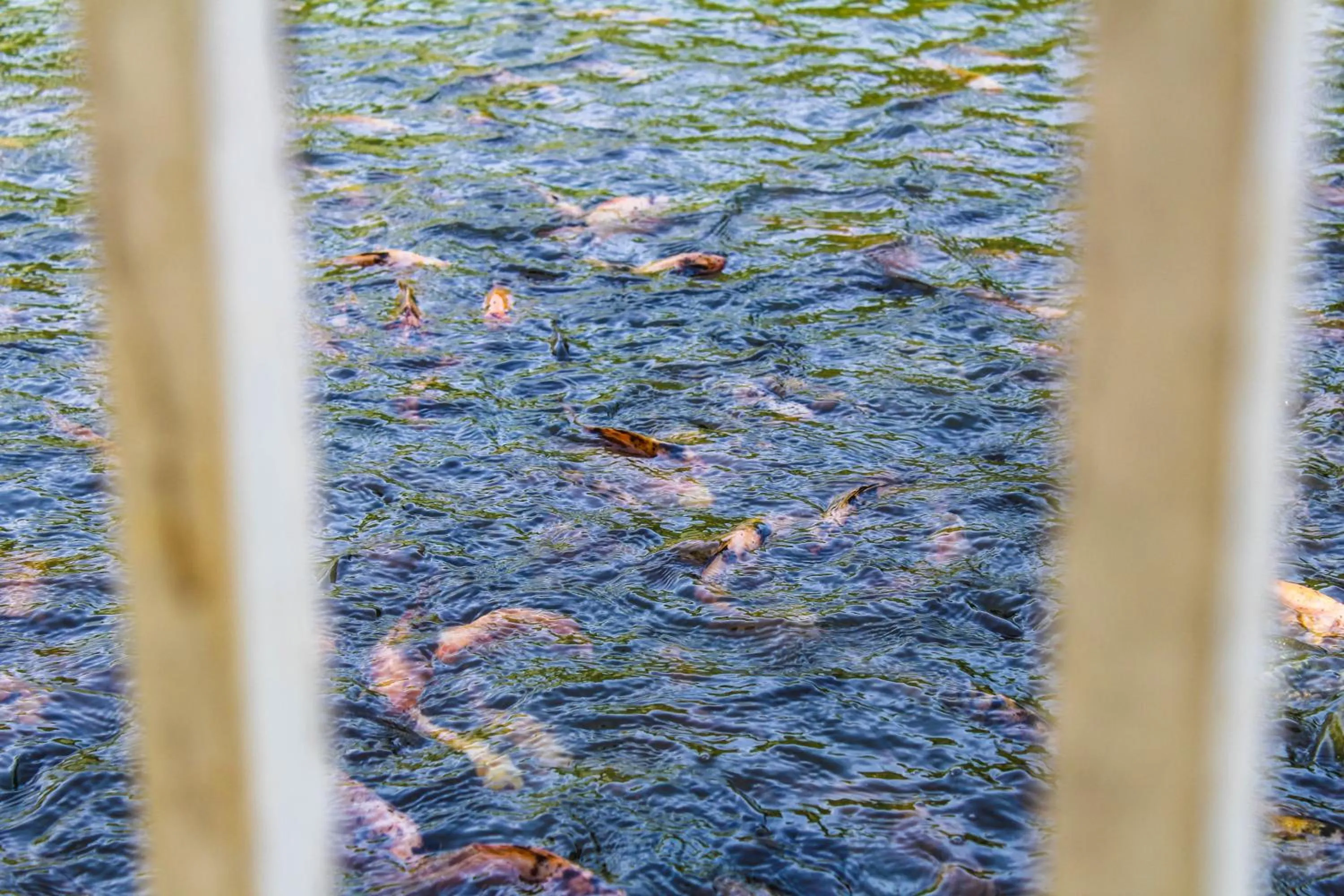 Cottages @ Hill Resort