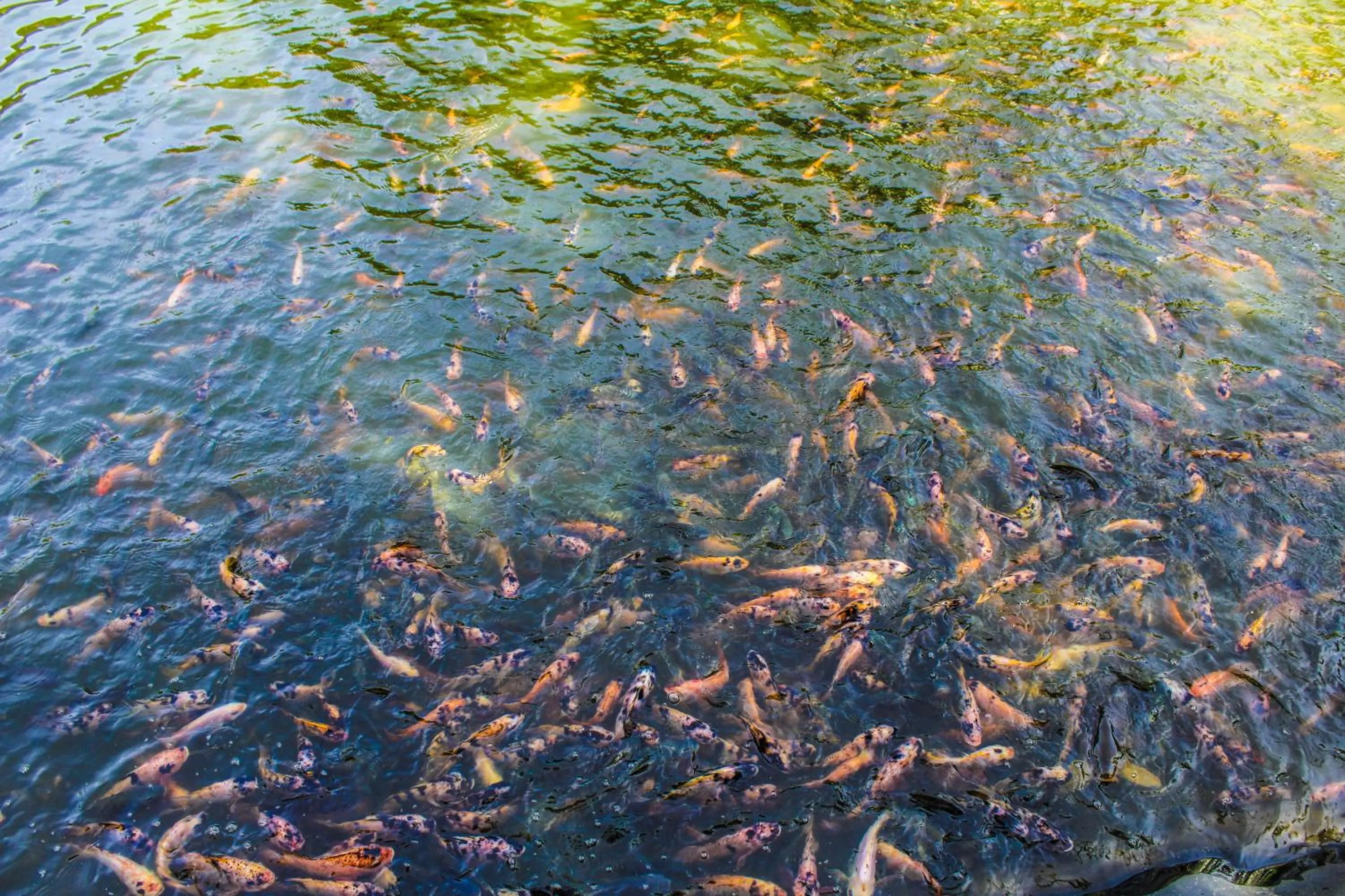 Cottages @ Hill Resort