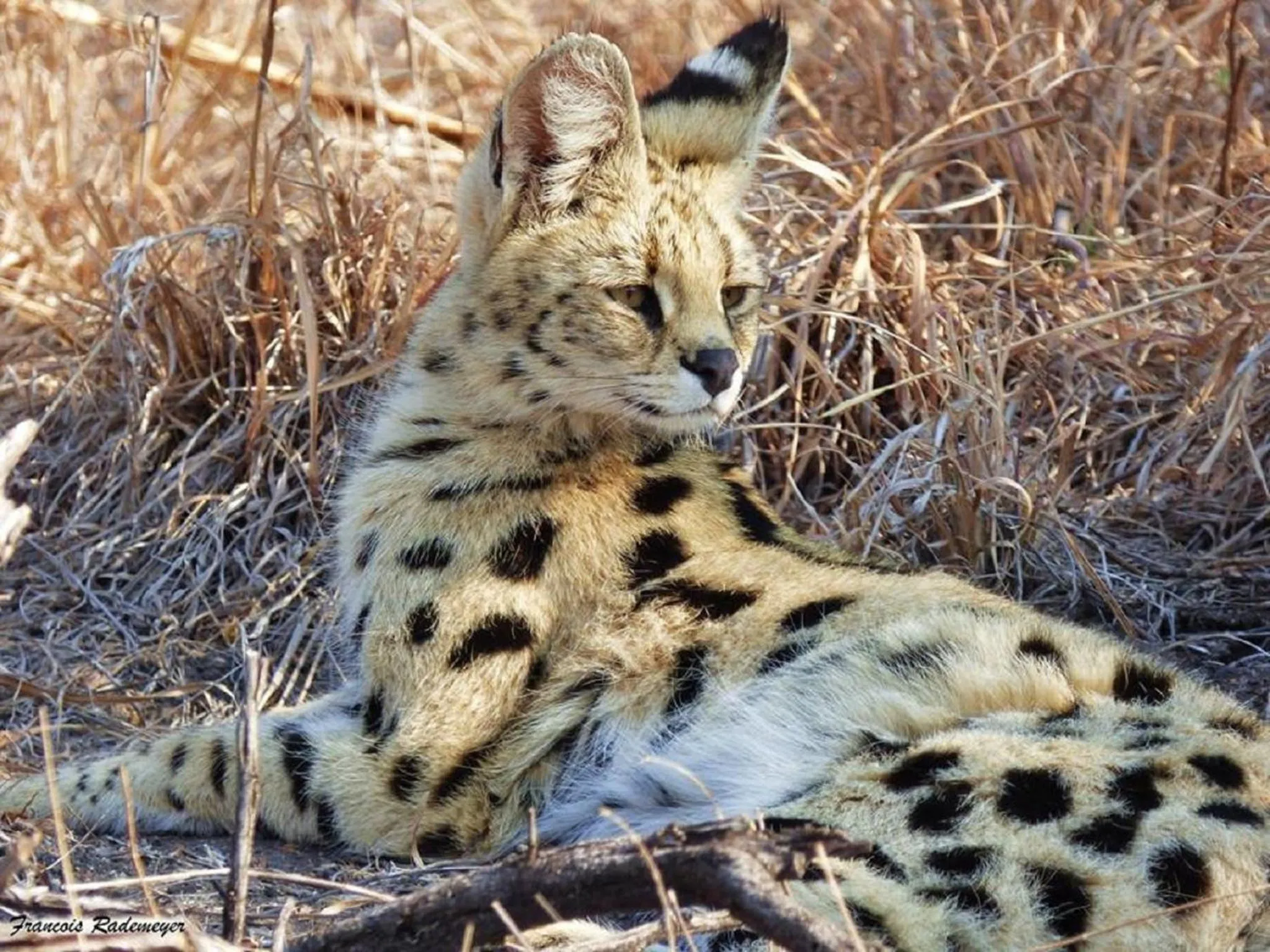 Animals in Madikwe Hills Private Game Lodge