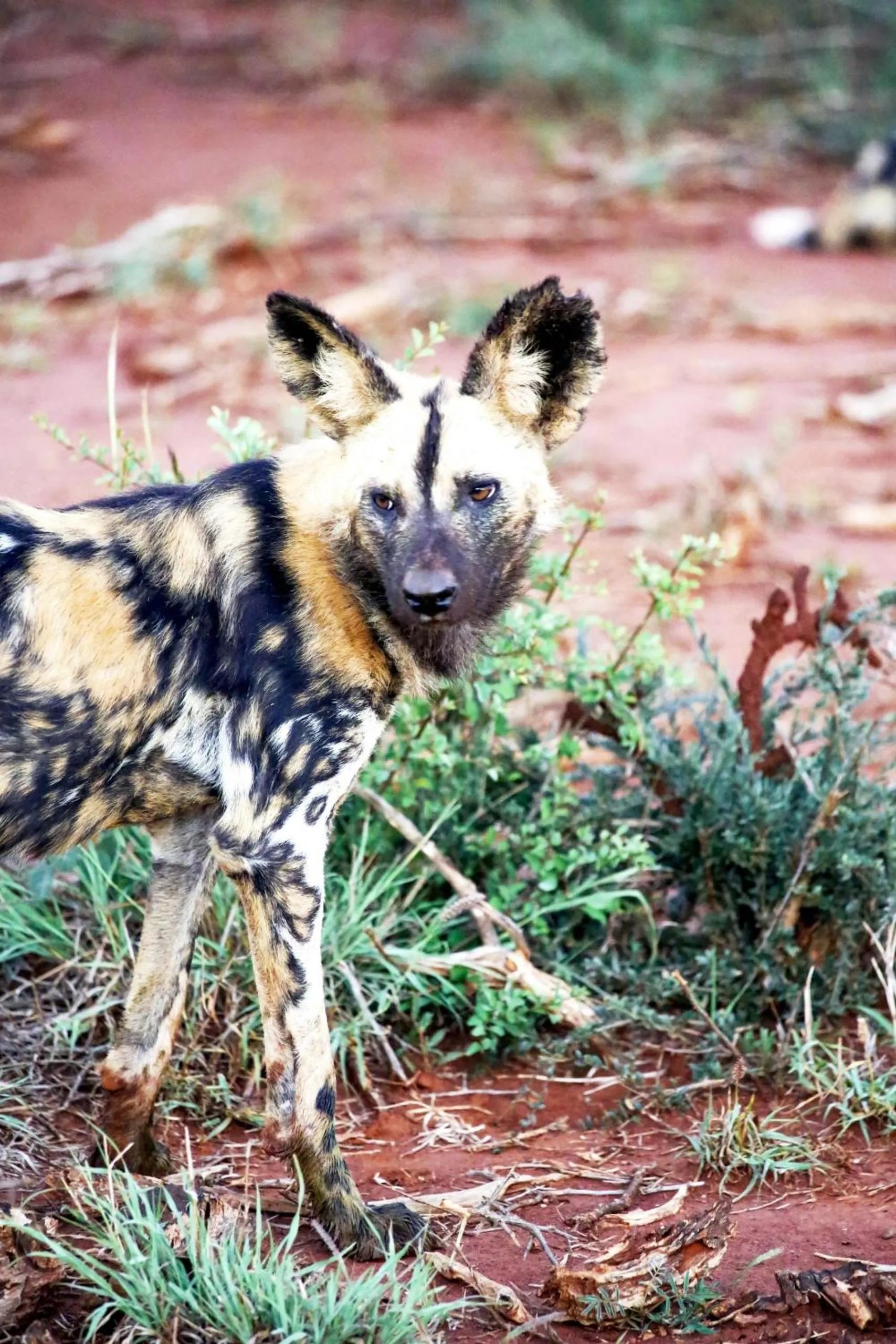 Madikwe Hills Private Game Lodge