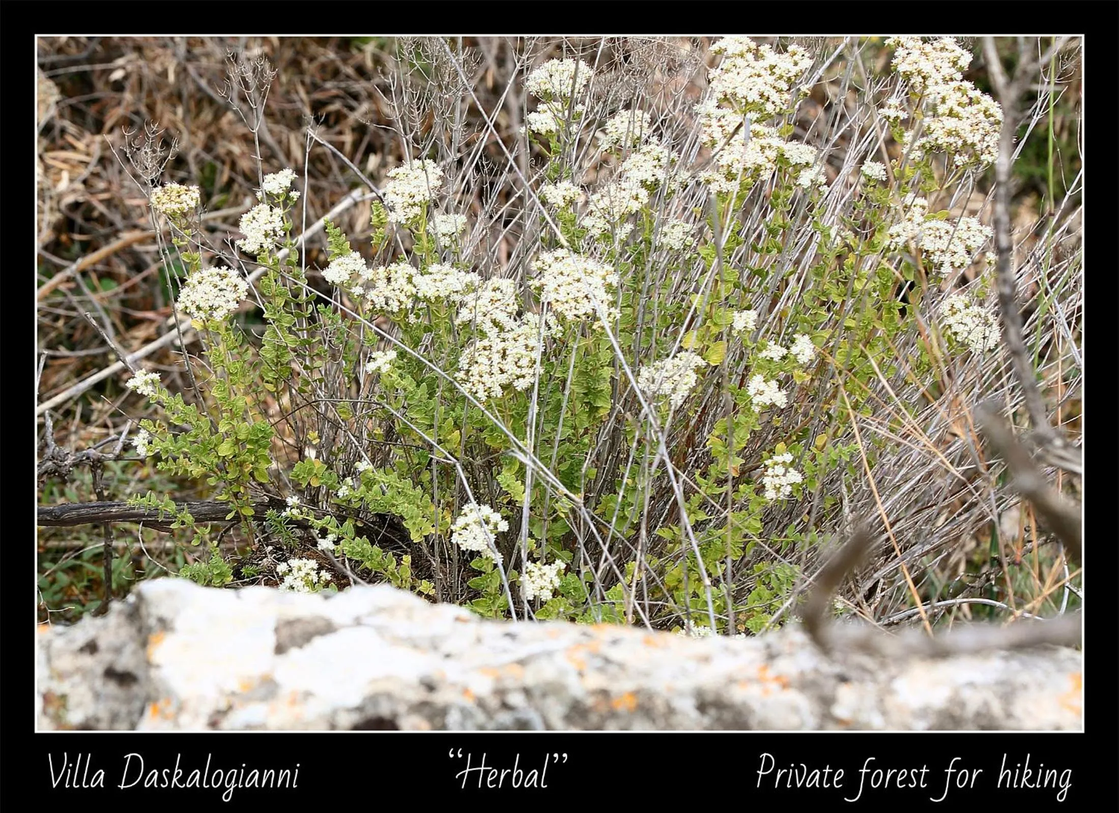 Natural landscape in Villa Daskalogianni