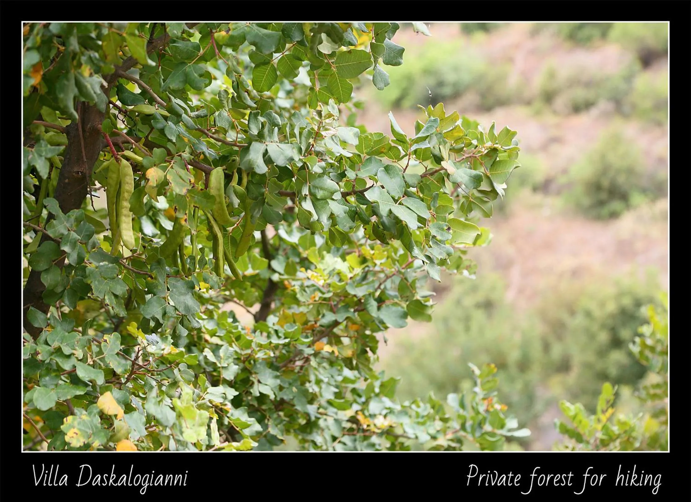 Natural landscape in Villa Daskalogianni