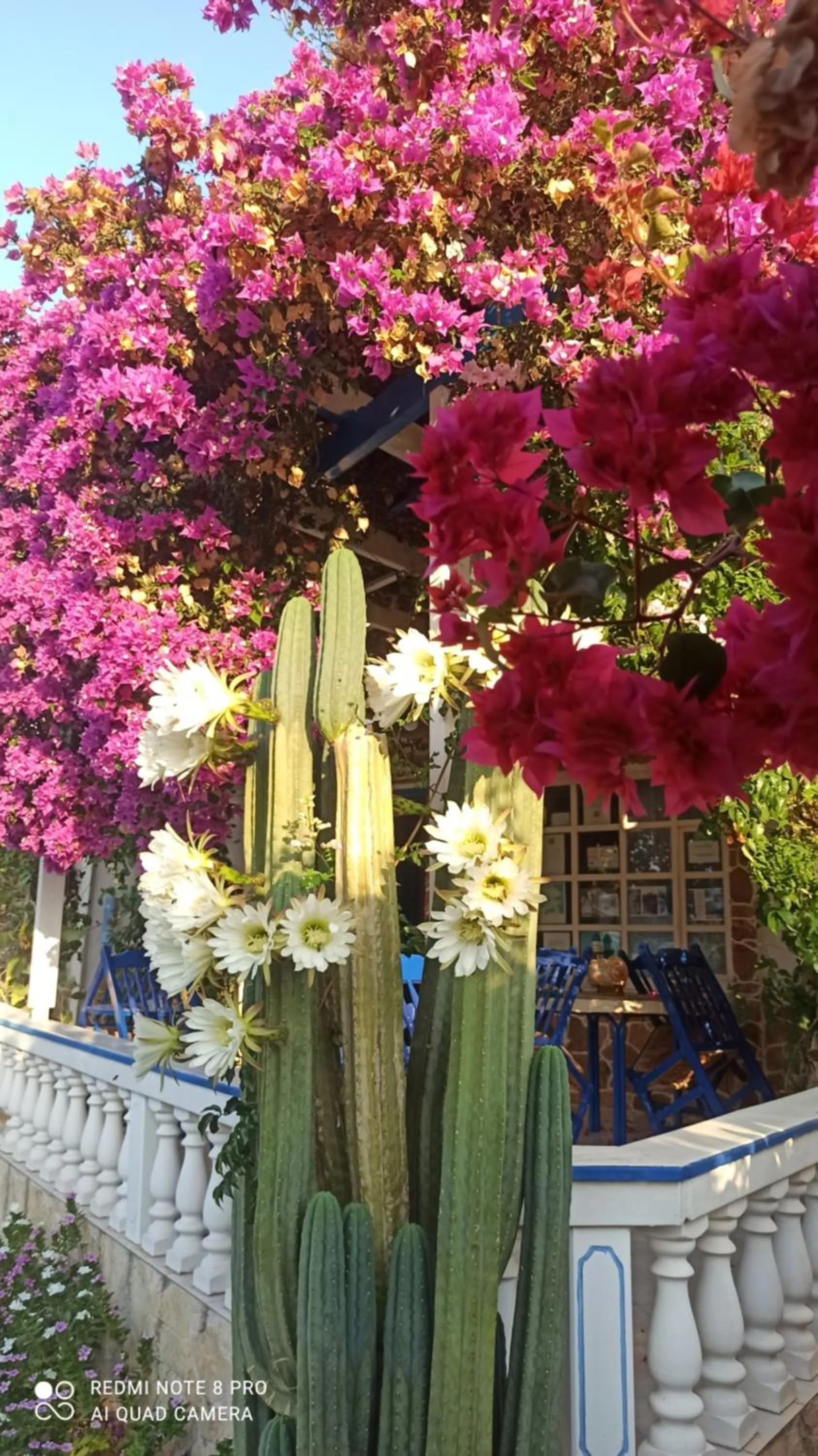 Restaurant/places to eat in Angelika