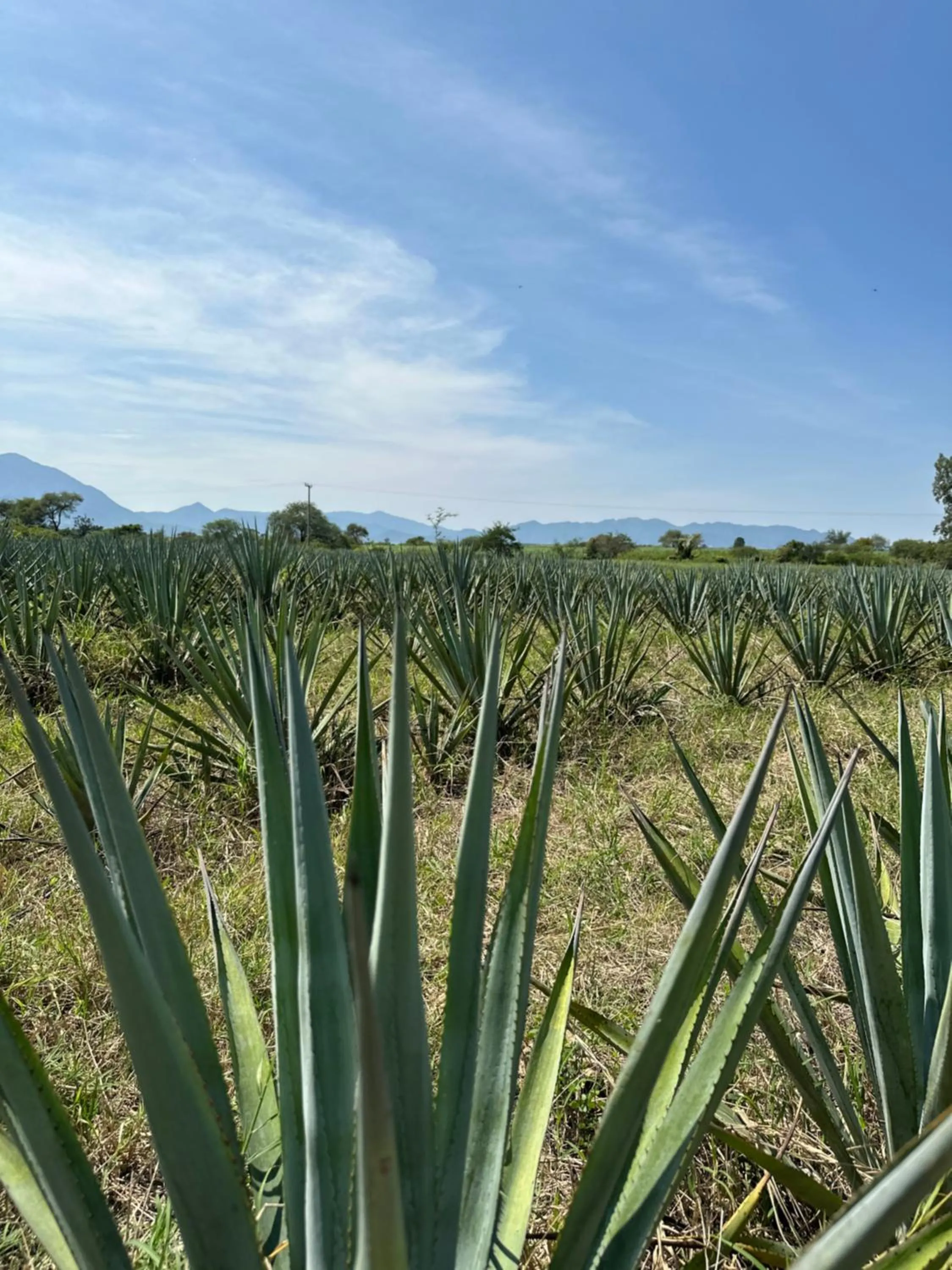 Natural landscape in Hacienda Labor de Rivera Hotel Boutique & Eventos