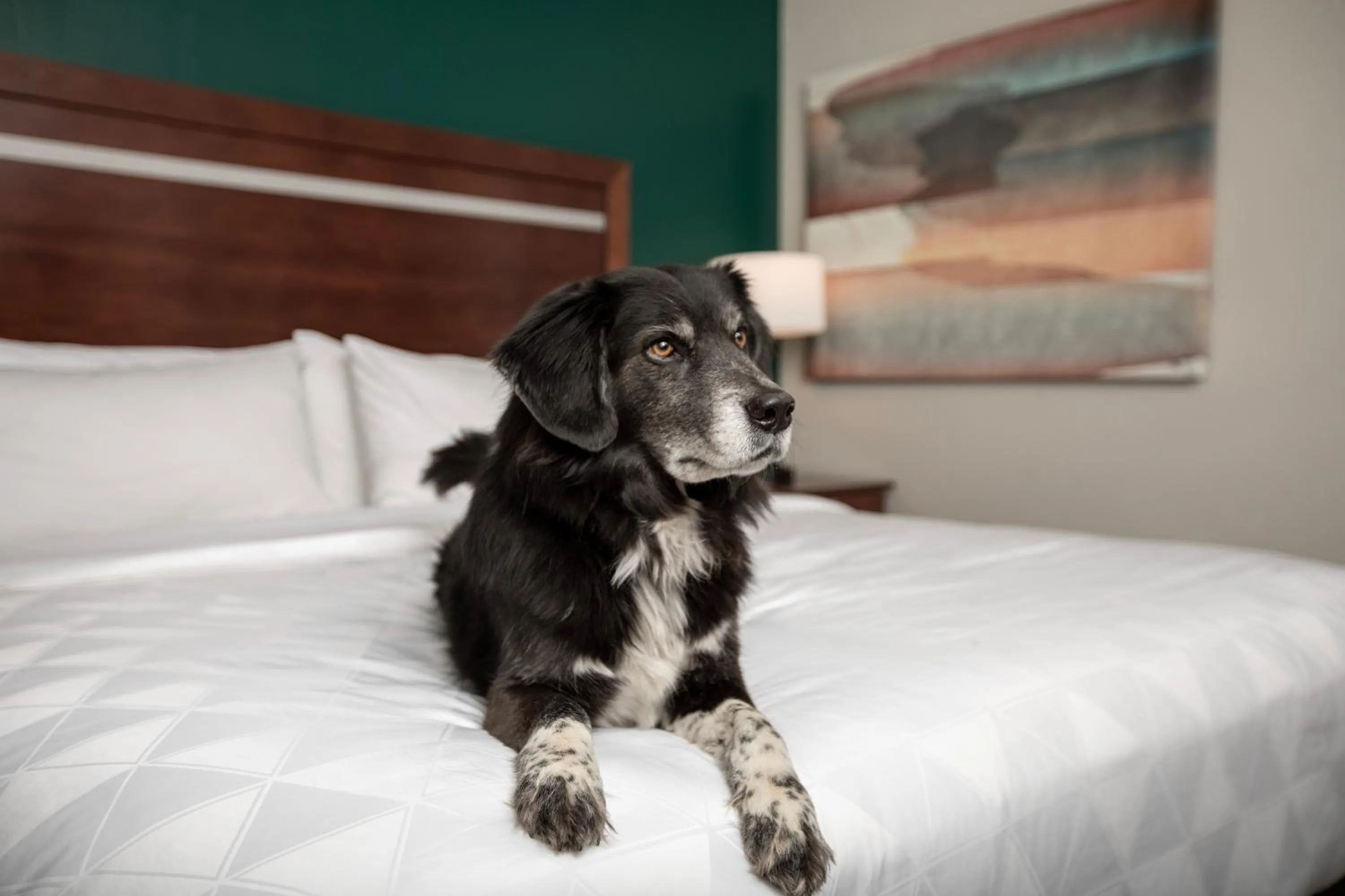 Pets, Bed in Holiday Inn & Suites Durango Downtown by IHG
