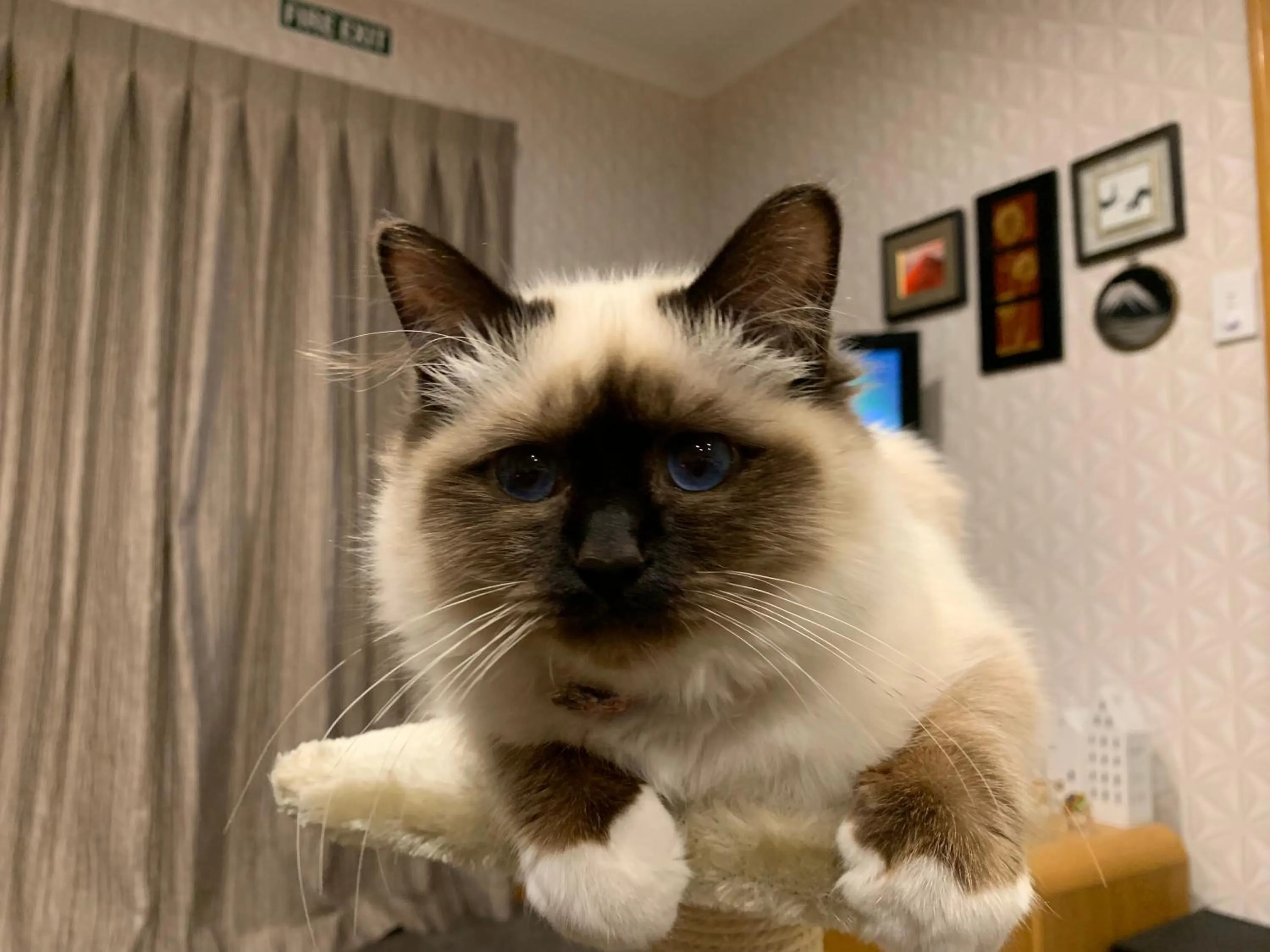 Pets in Brook House B&B & Cottages