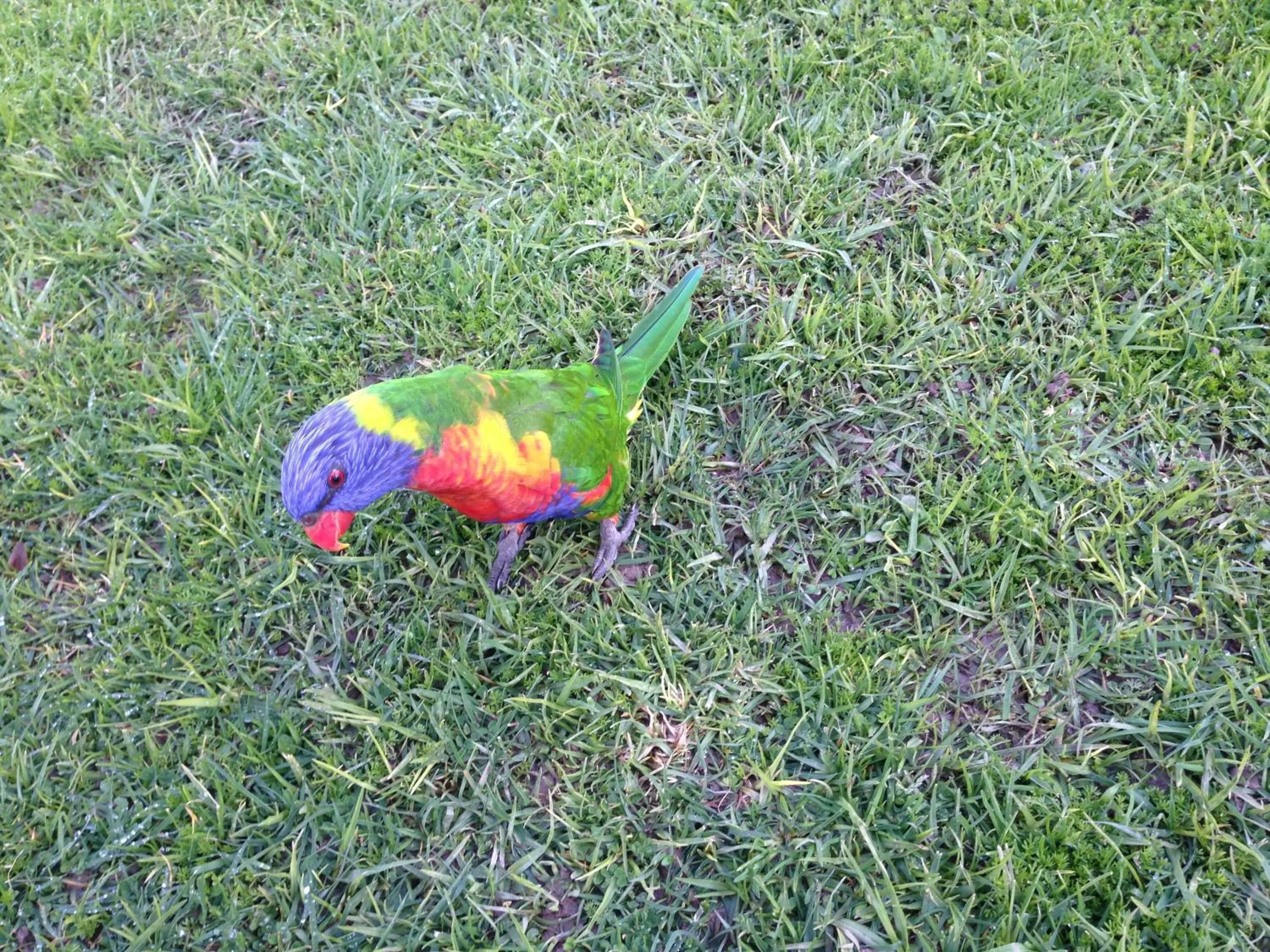 Animals in Phillip Island Cottages